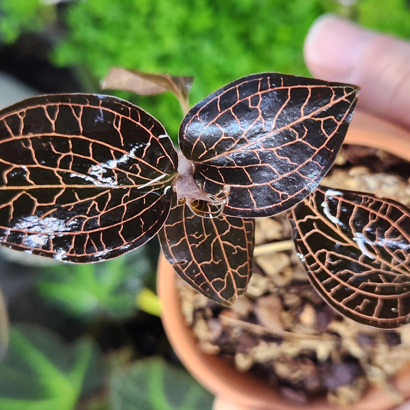 Anoectochilus reinwardtii Blume 1858 “Distinction”