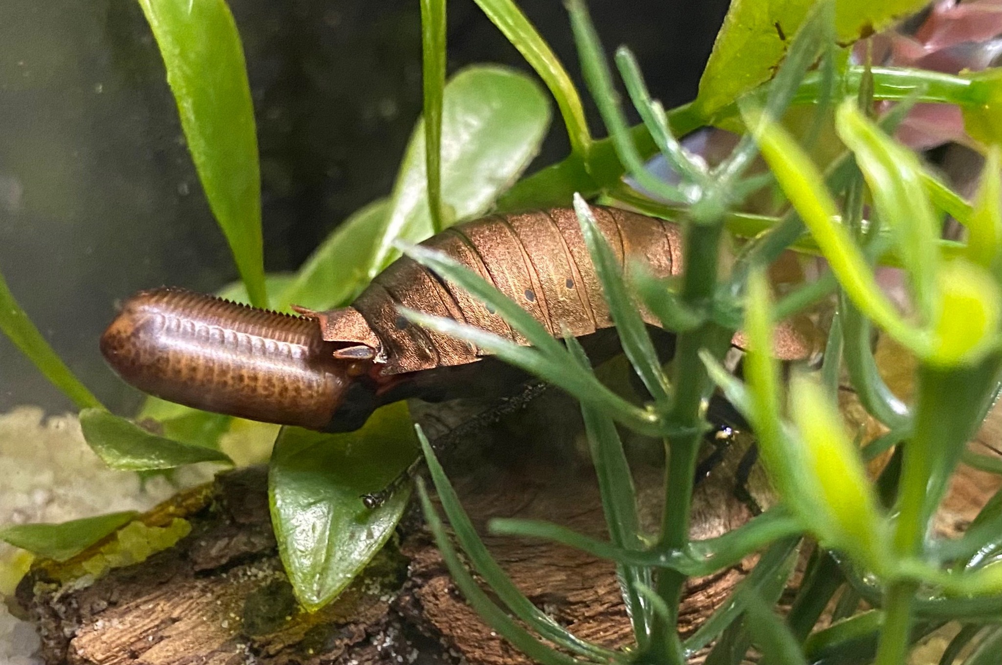 Species of the Week – Mitchell's Diurnal Cockroach (Polyzosteria