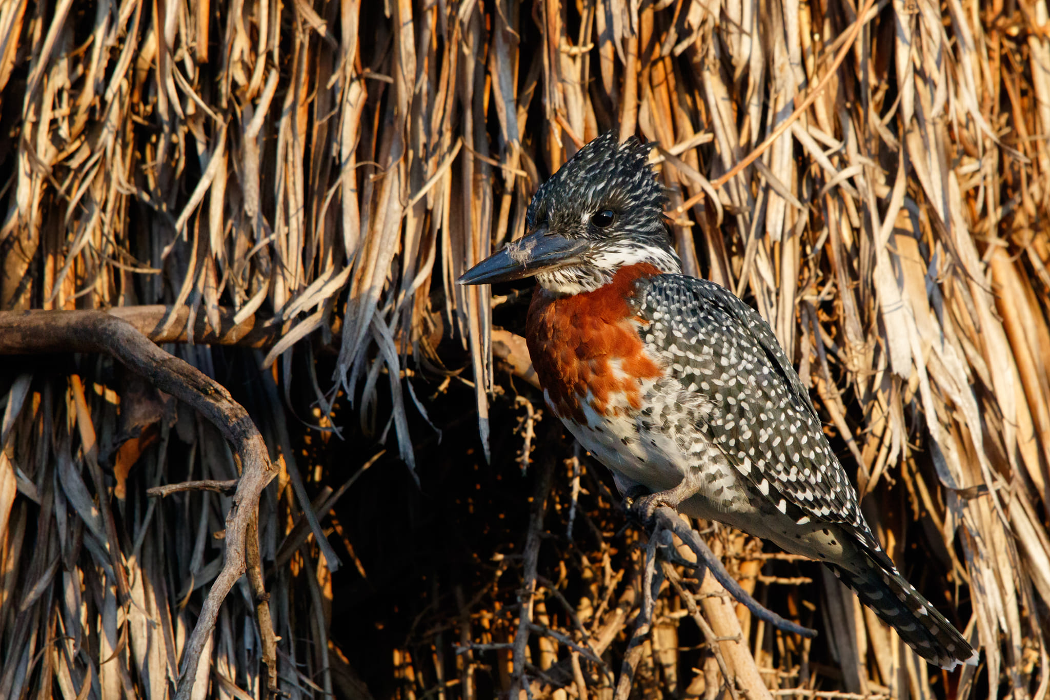 Canon EOS 7D Mark II and Sigma 150-600mm lens combination