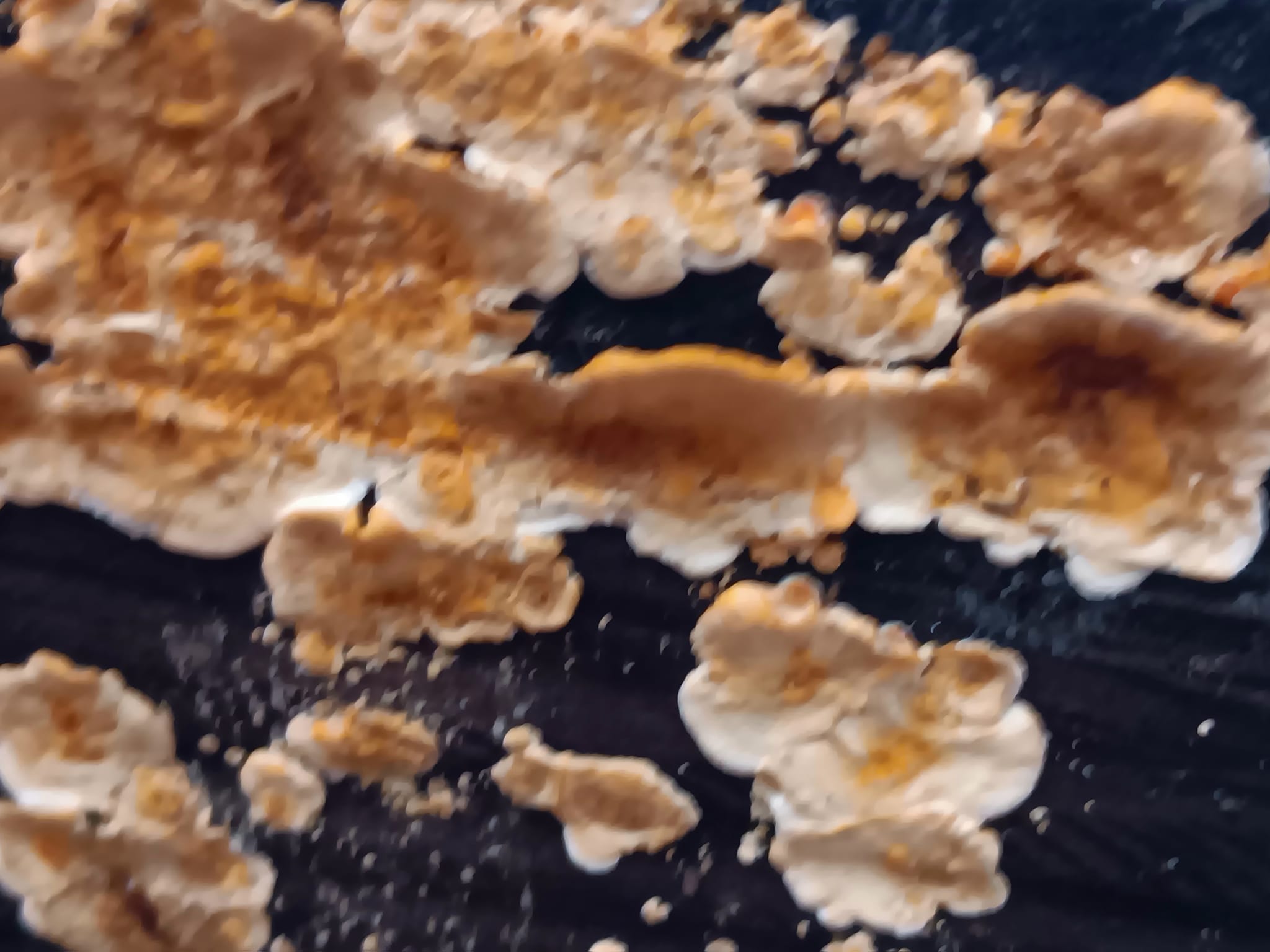 What is the fungus growing on this decaying log?