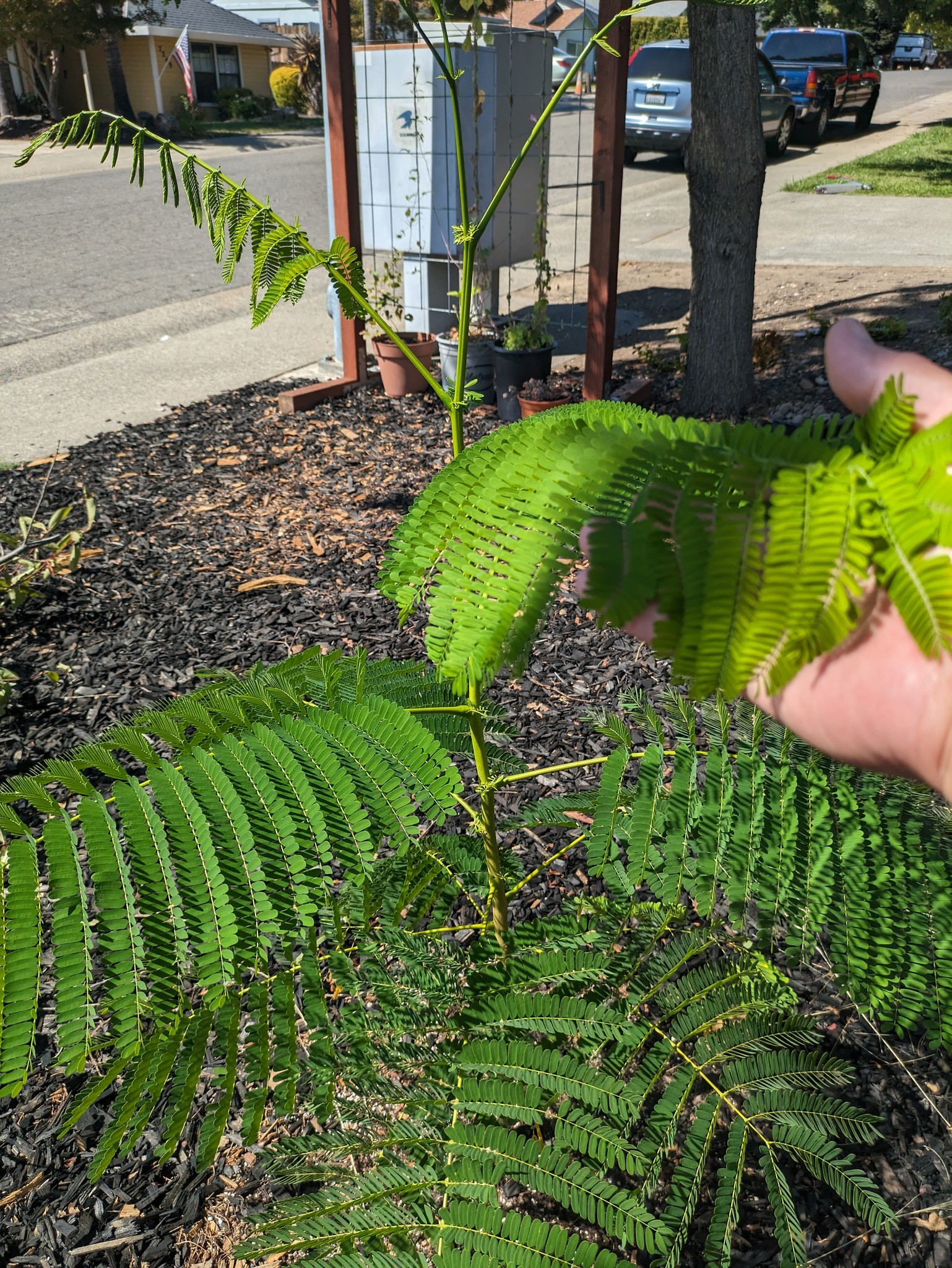 Growing royal poinciana and jacaranda trees in zone 9b