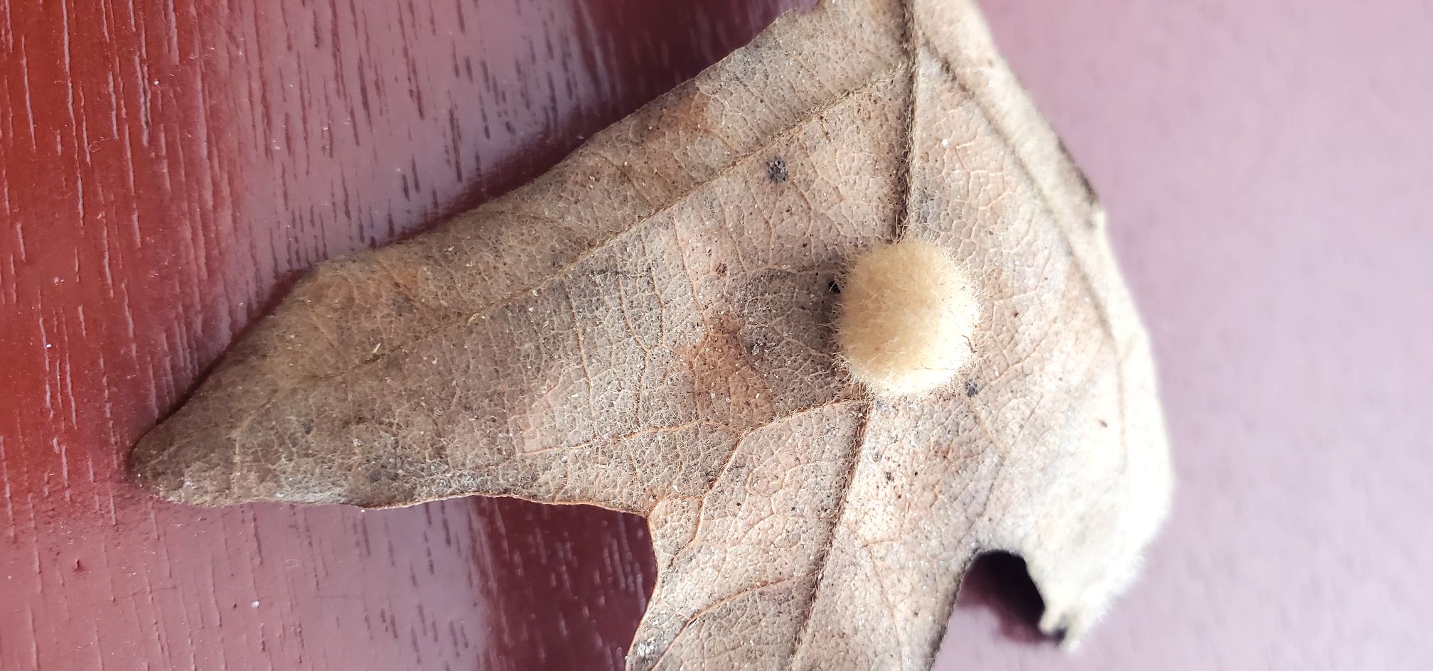 Entomology | Fuzzy wuzzy ball on a leaf in Fort White, Florida, USA ...