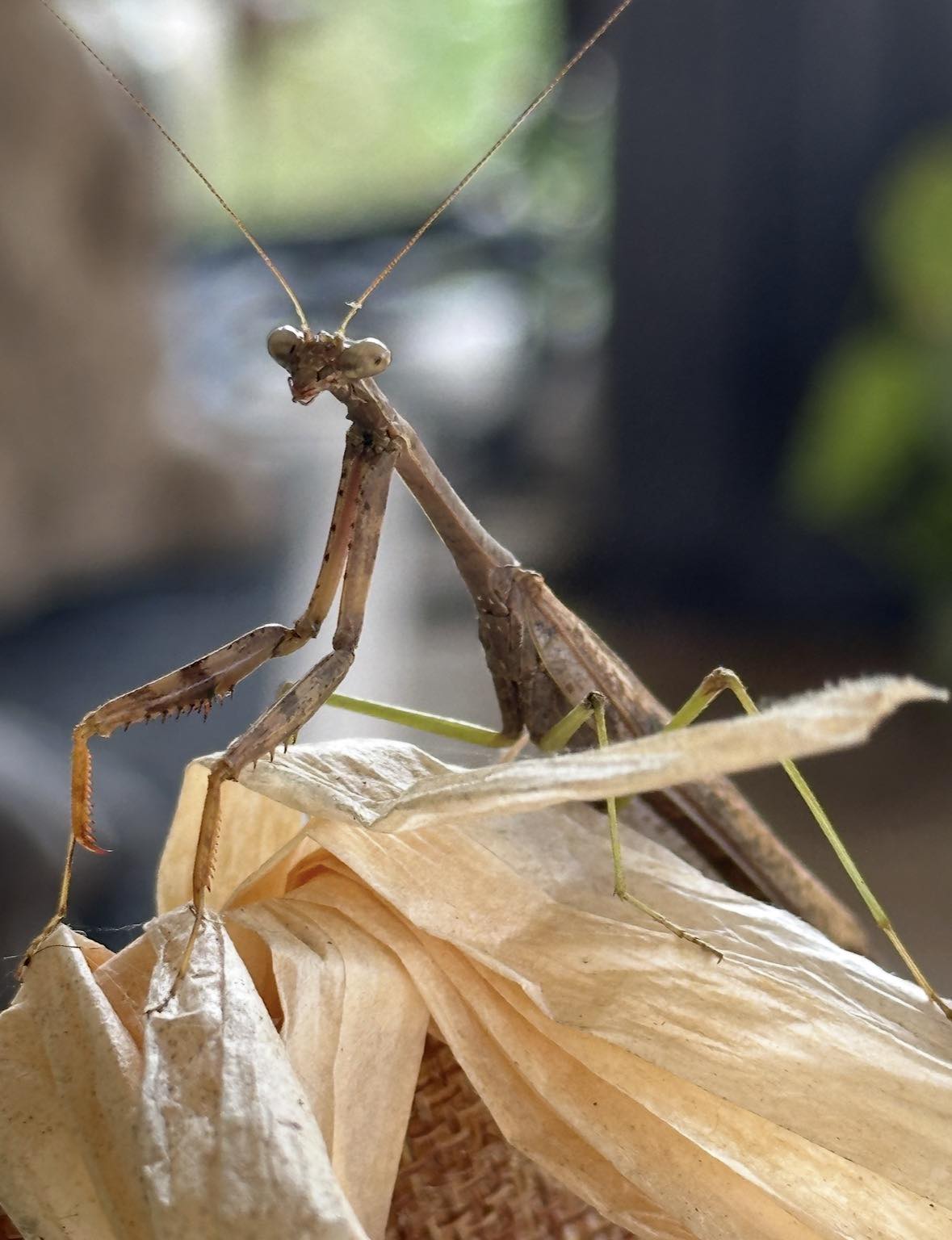 I spent the day with this Beautiful Paying Mantis in West