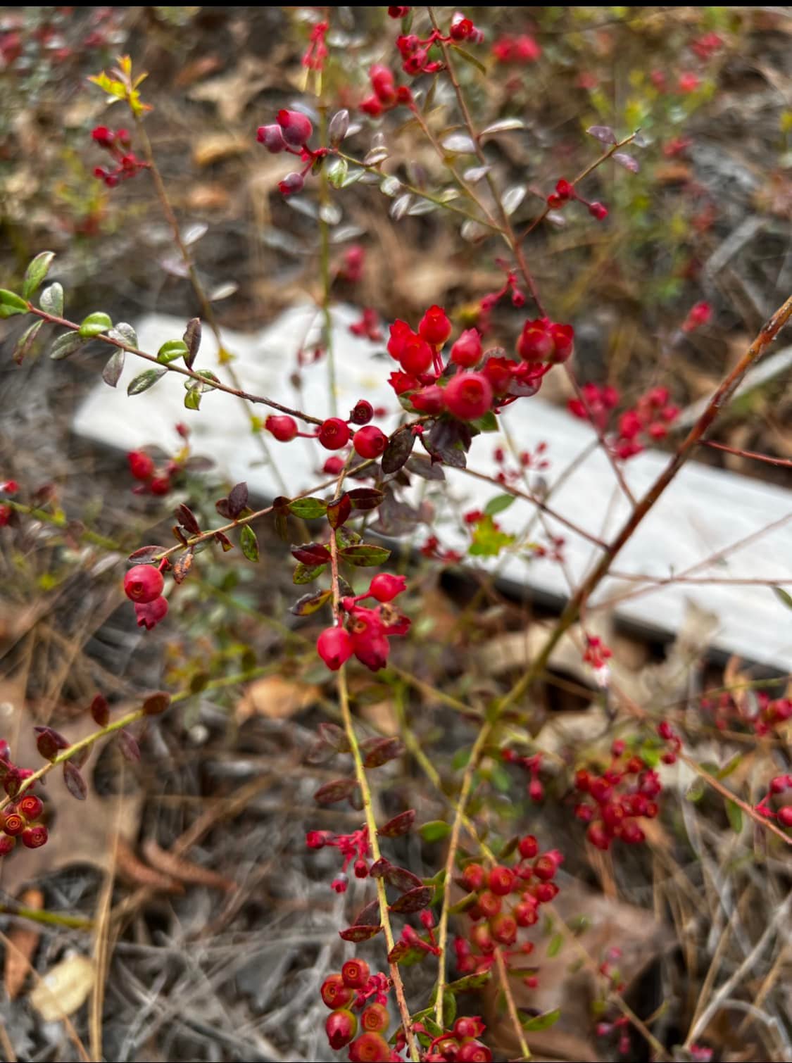 Can anyone identify this bright blue berry plant?