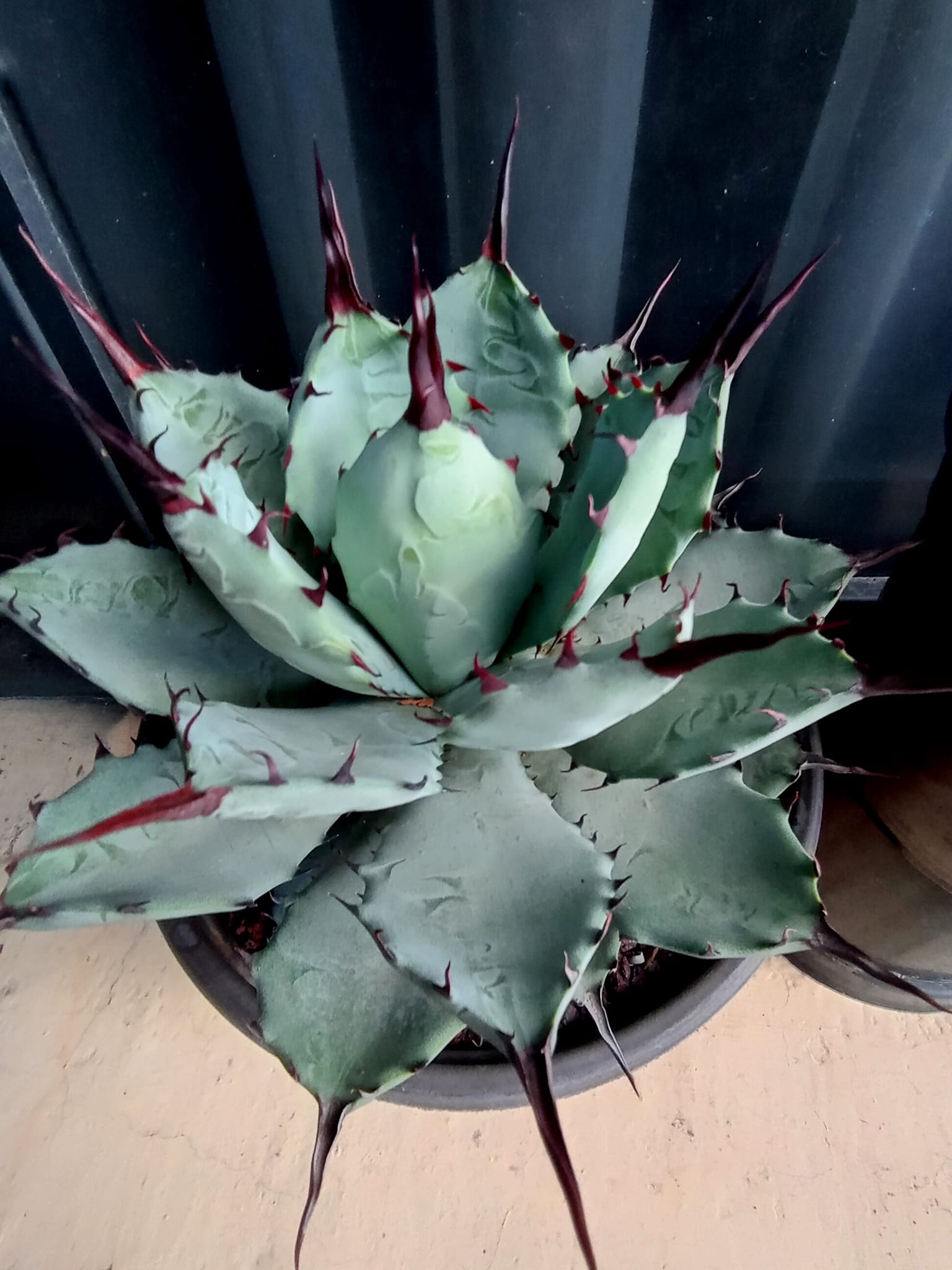 Agave potatorum x macrocantha