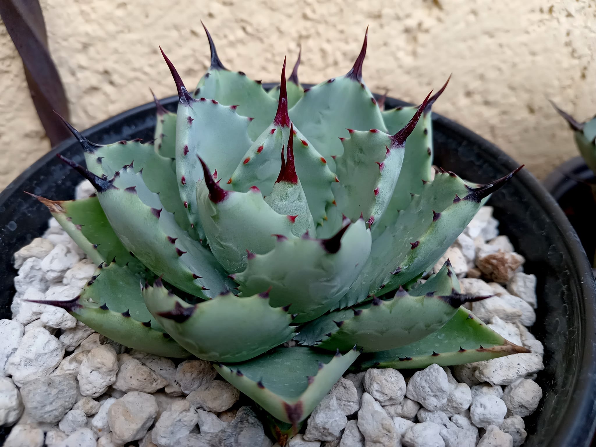Agave potatorum x macrocantha