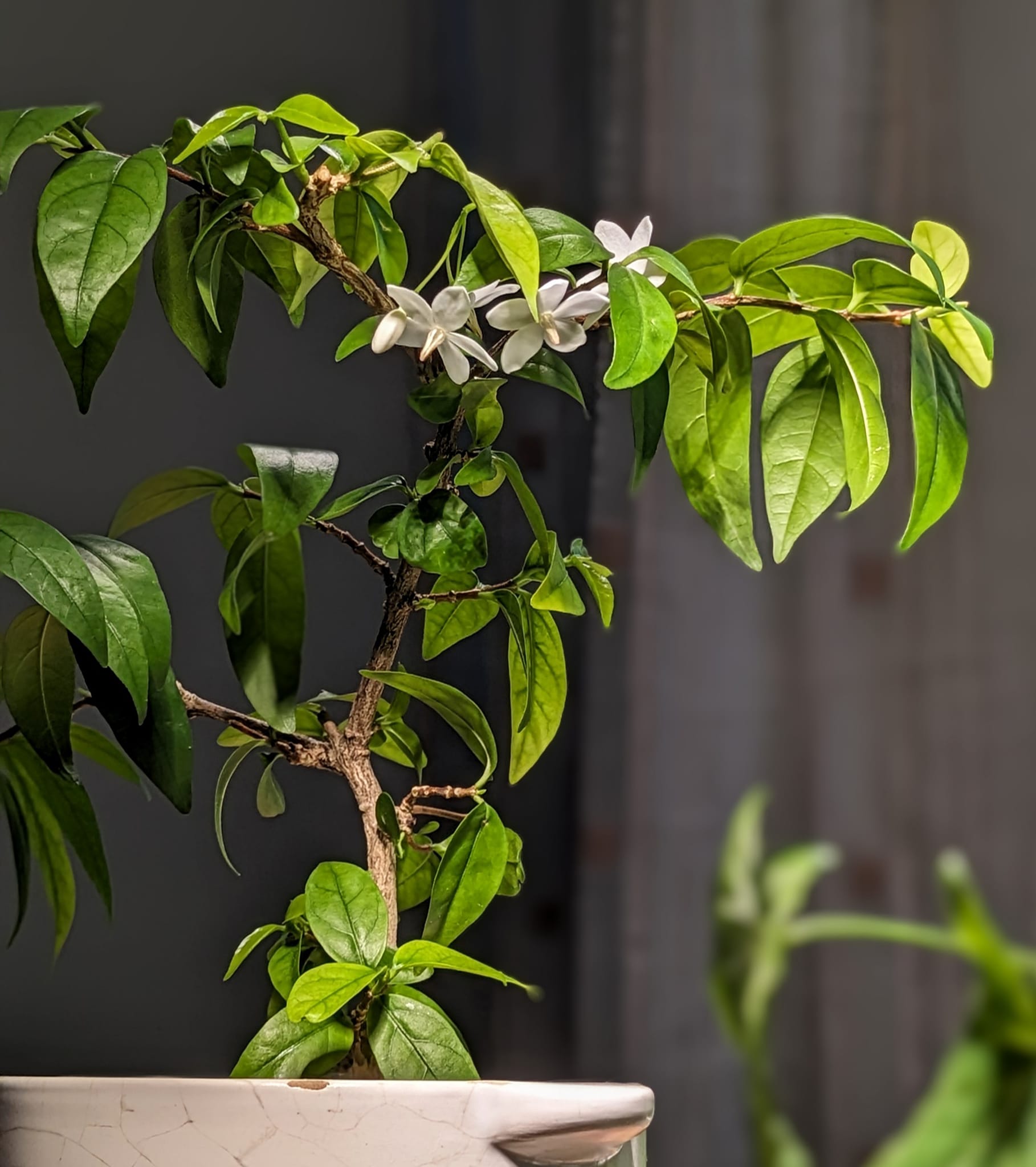 Suamei, also known as Water Jasmine Tree and Shui Mei, is an