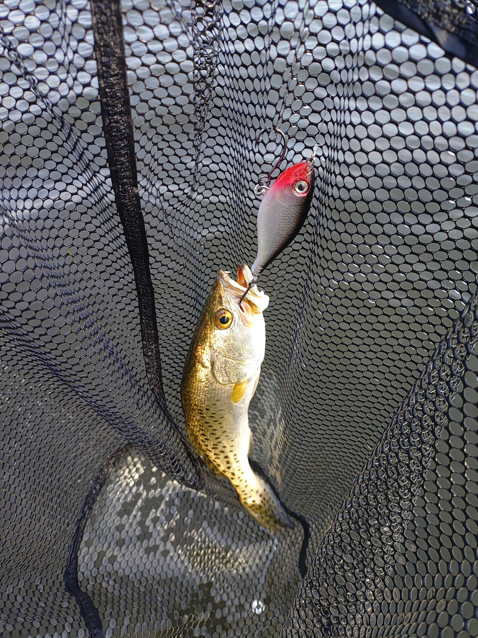 best grip for grouper fishing pole Custom Daytime Swordfish/Deep Drop Weight Color:2-3/8oz Eely Daiichi Bleeding Bait Treble and comfort during intense Category:Flies