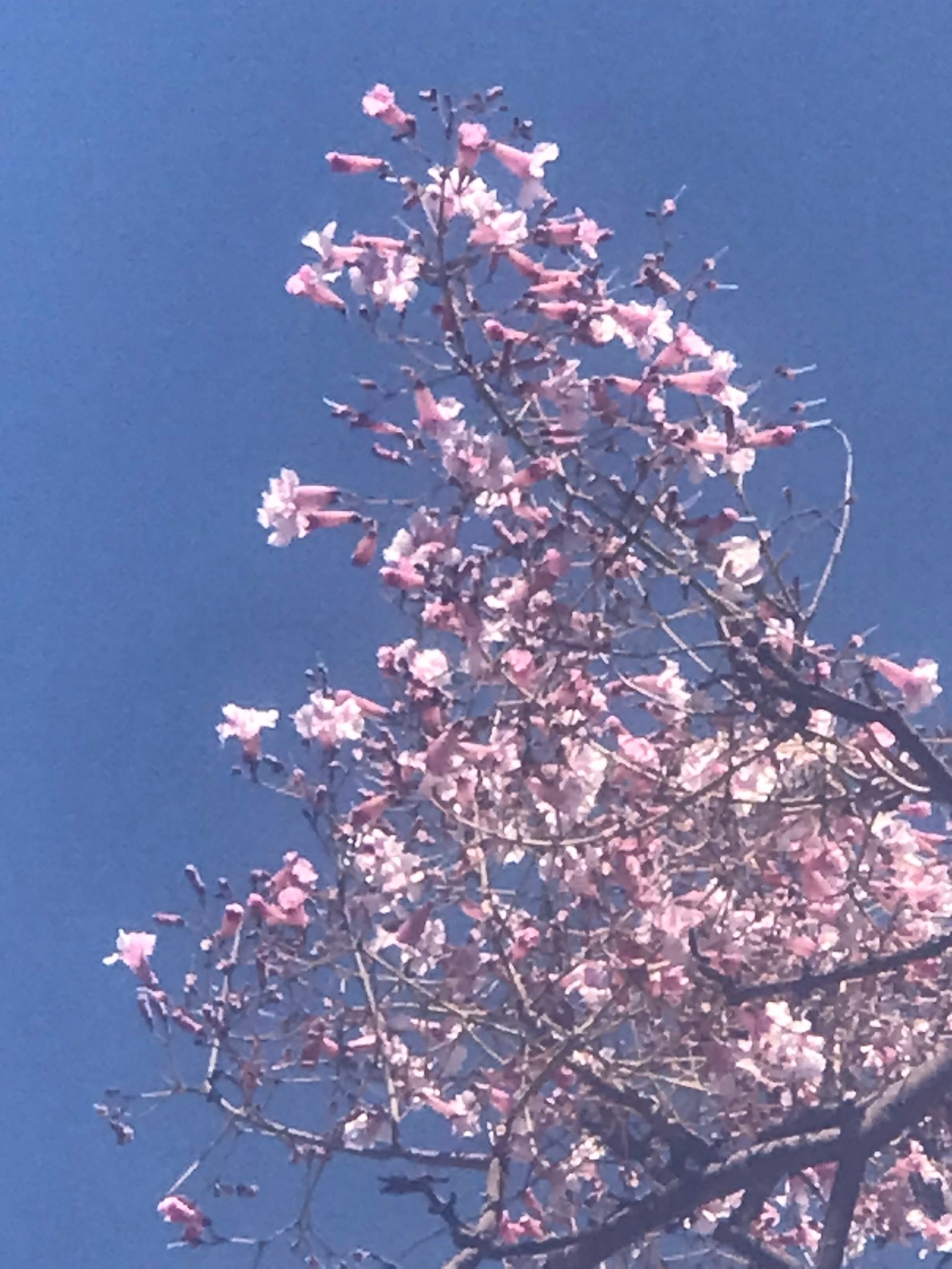 Pink jacaranda tree in Zimbabwe