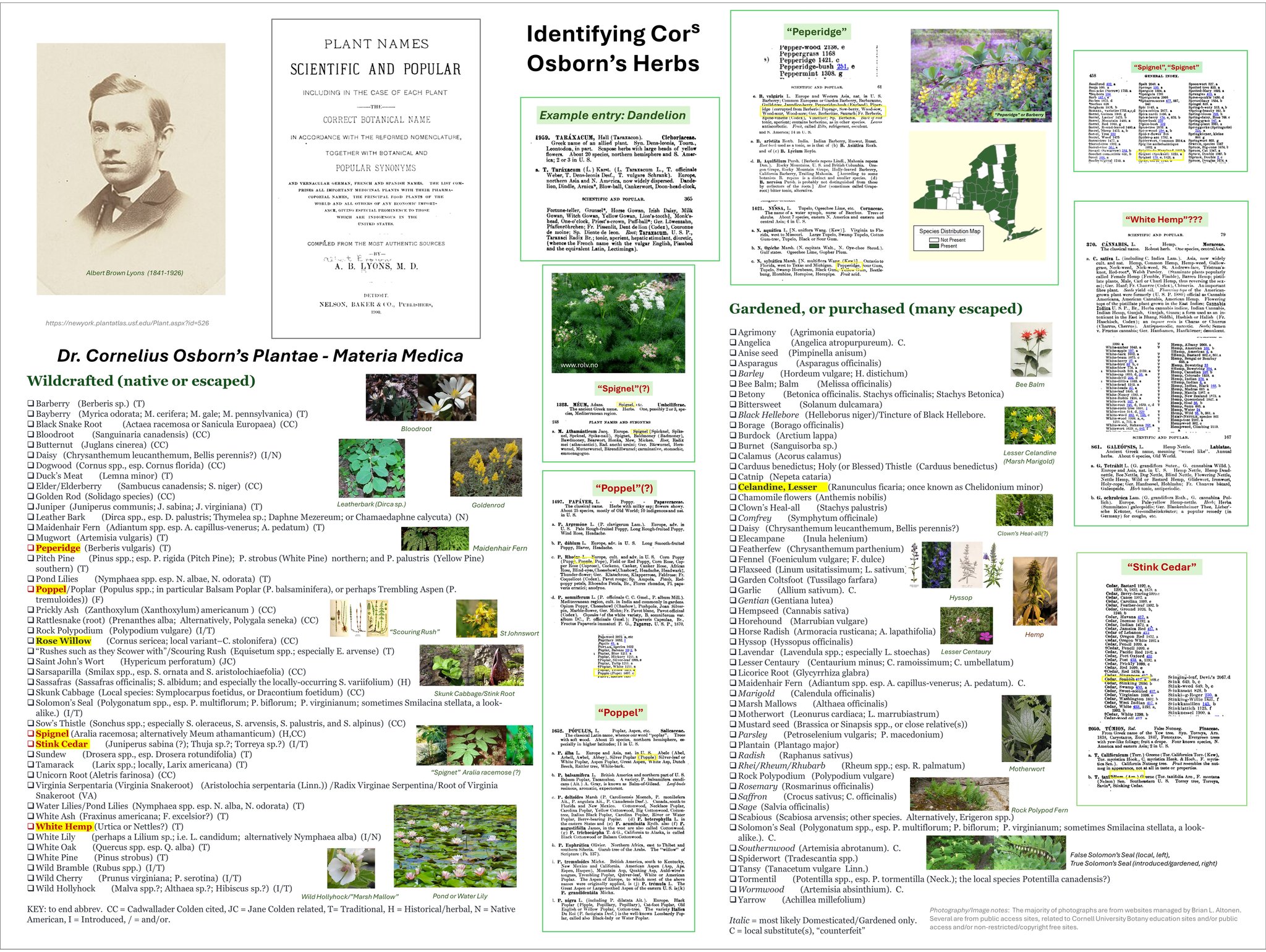 Correct citation for plant scientific names and authors