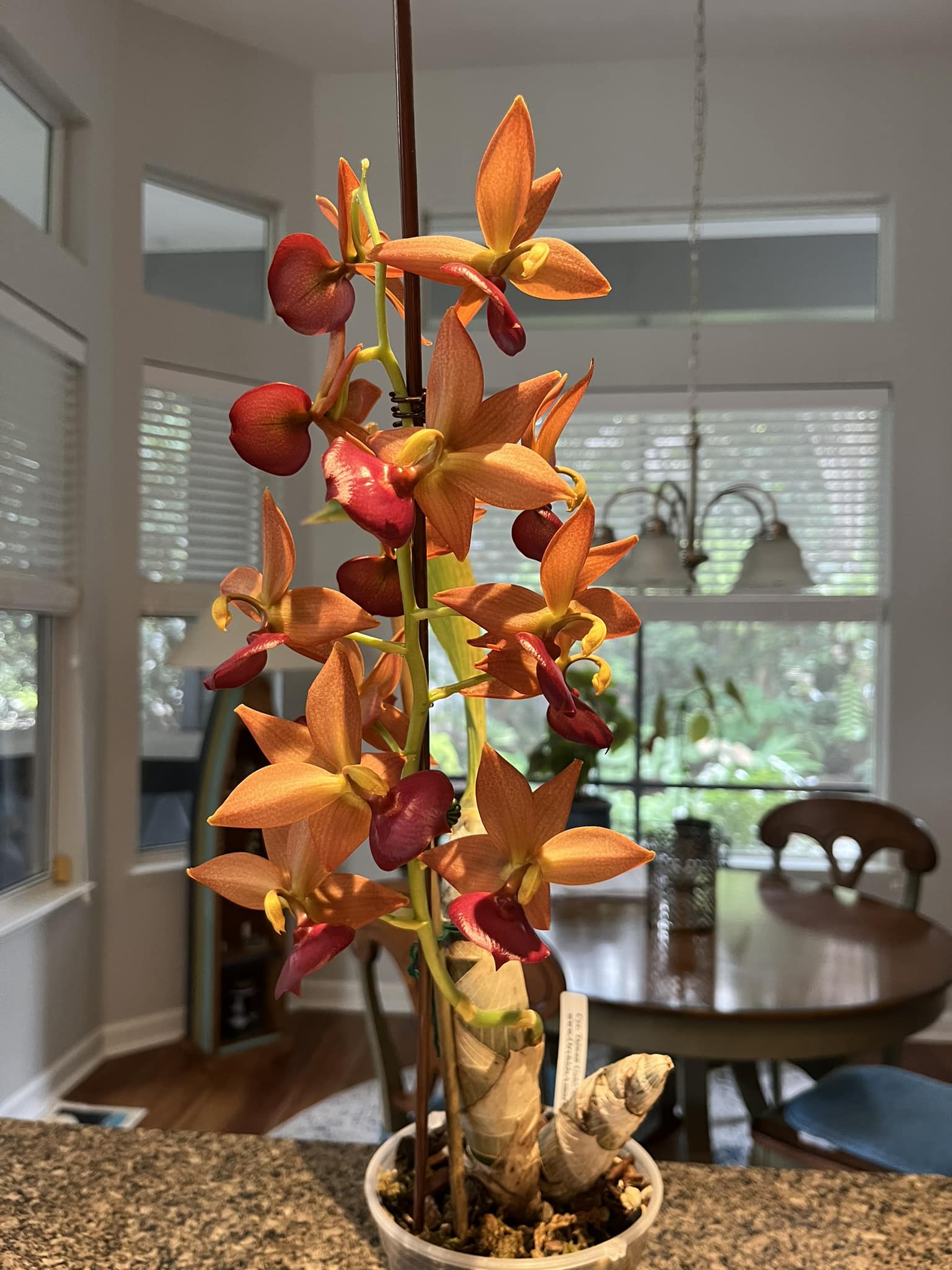 Taiwan gold 'orange' orchid subtle sweet fragrance