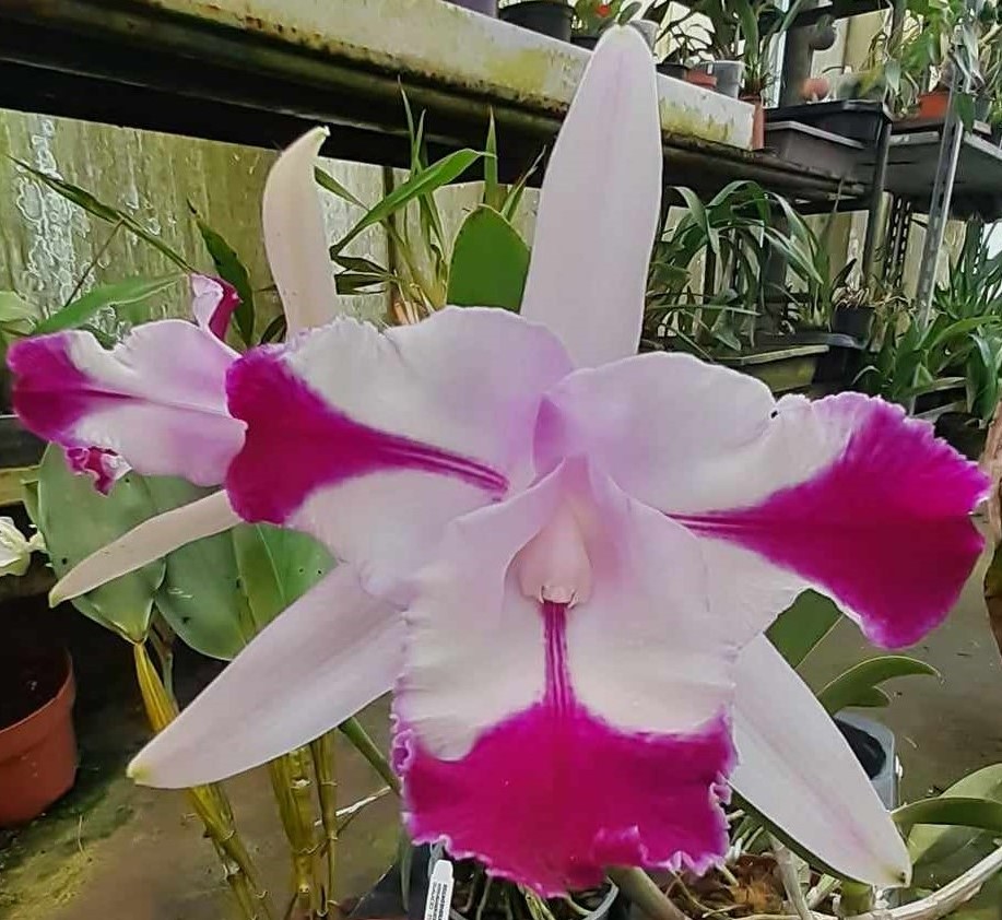 C．intermedia coerulea aquinii orlata '100312 ' ＃川崎洋蘭クラブ