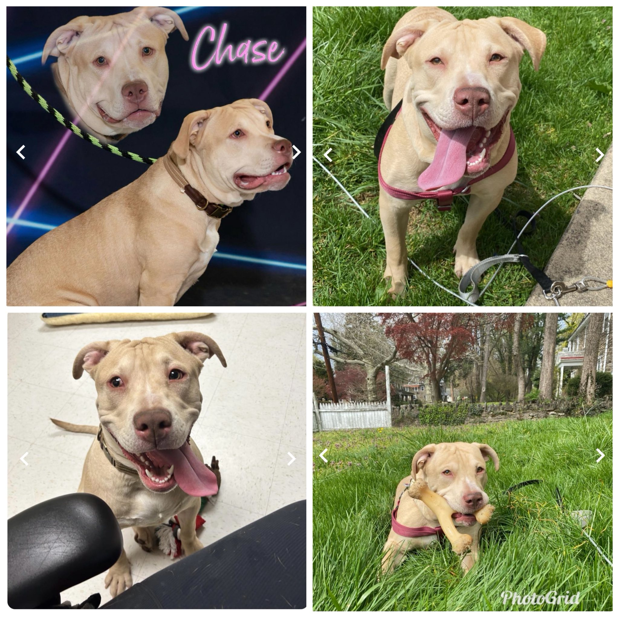 Maui ACCT-A-248188 is currently considered urgent and at risk of