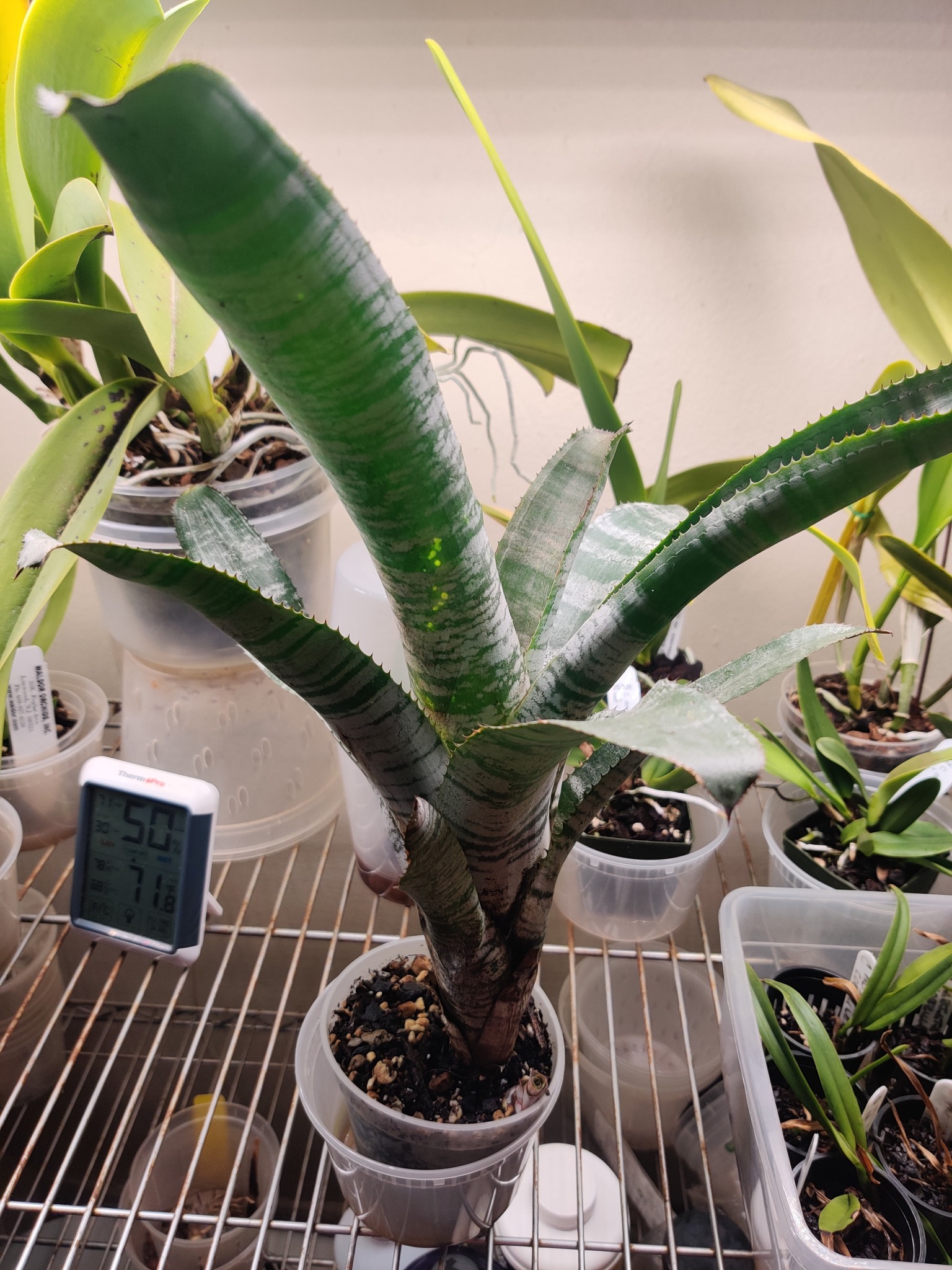 Aechmea brassicoides bromeliad with unique closed top
