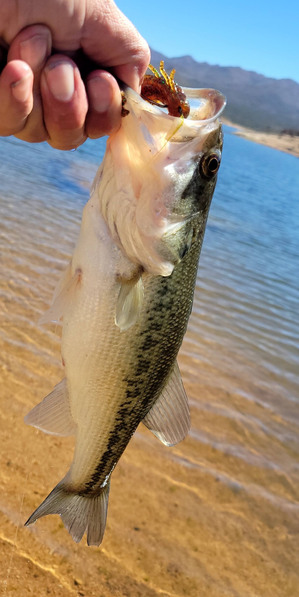 creek fishing lures trout RAINBOW BRIGHT UV TUNGSTEN JIG (1/16th oz) 5mm Color:M600X84B reservoirs and ponds. Profishiency Coke Pocket Combo ΒΡΑΧΙΑ / ROCK FISHING