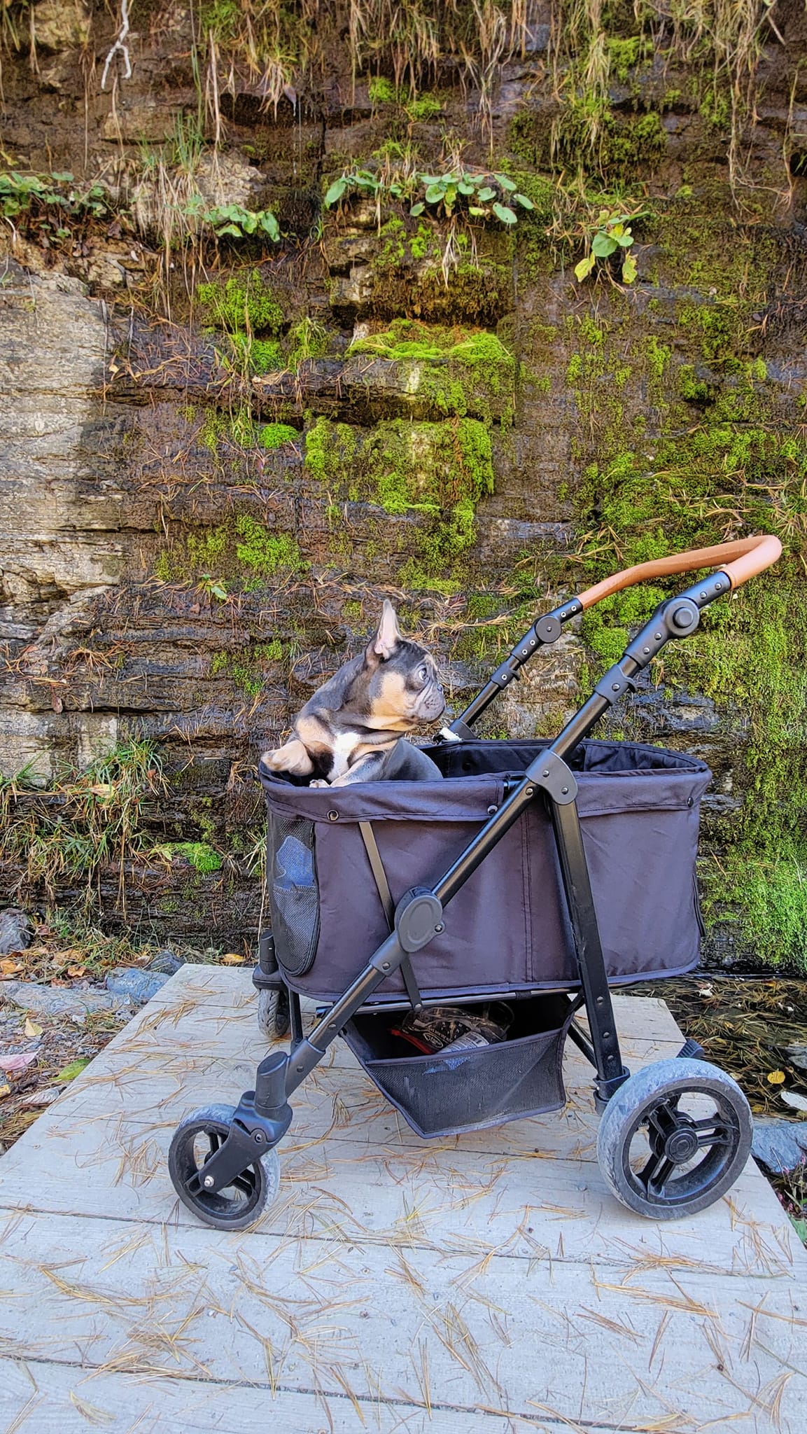 umbrella stroller with bag JL Childress Gate Check Travel for Strollers, Red Enhanced-Ebike-Experience and take along on Colour:Matte Olive BURTON Family Tree Full