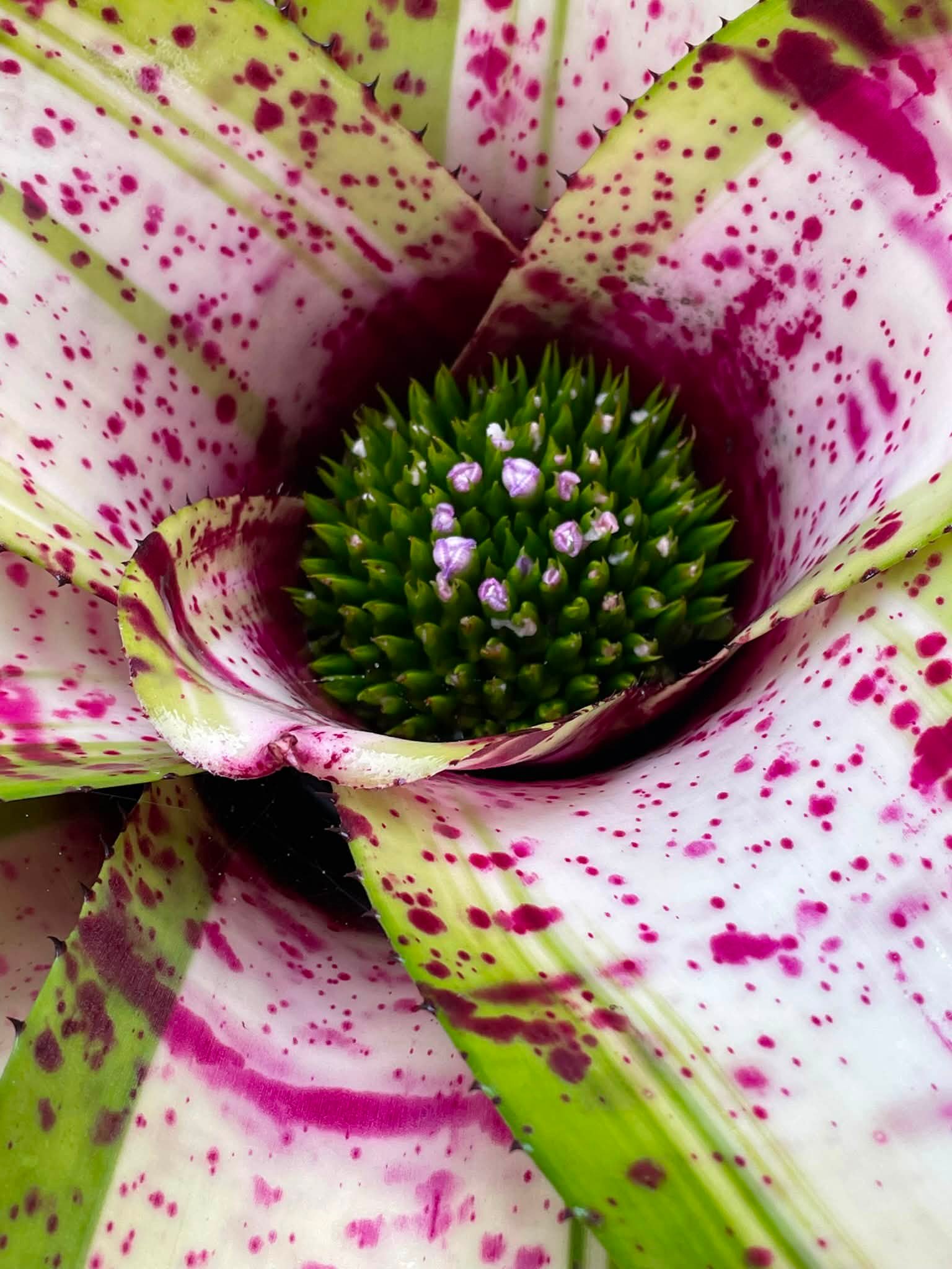 Neoregelia Roberto Menescal