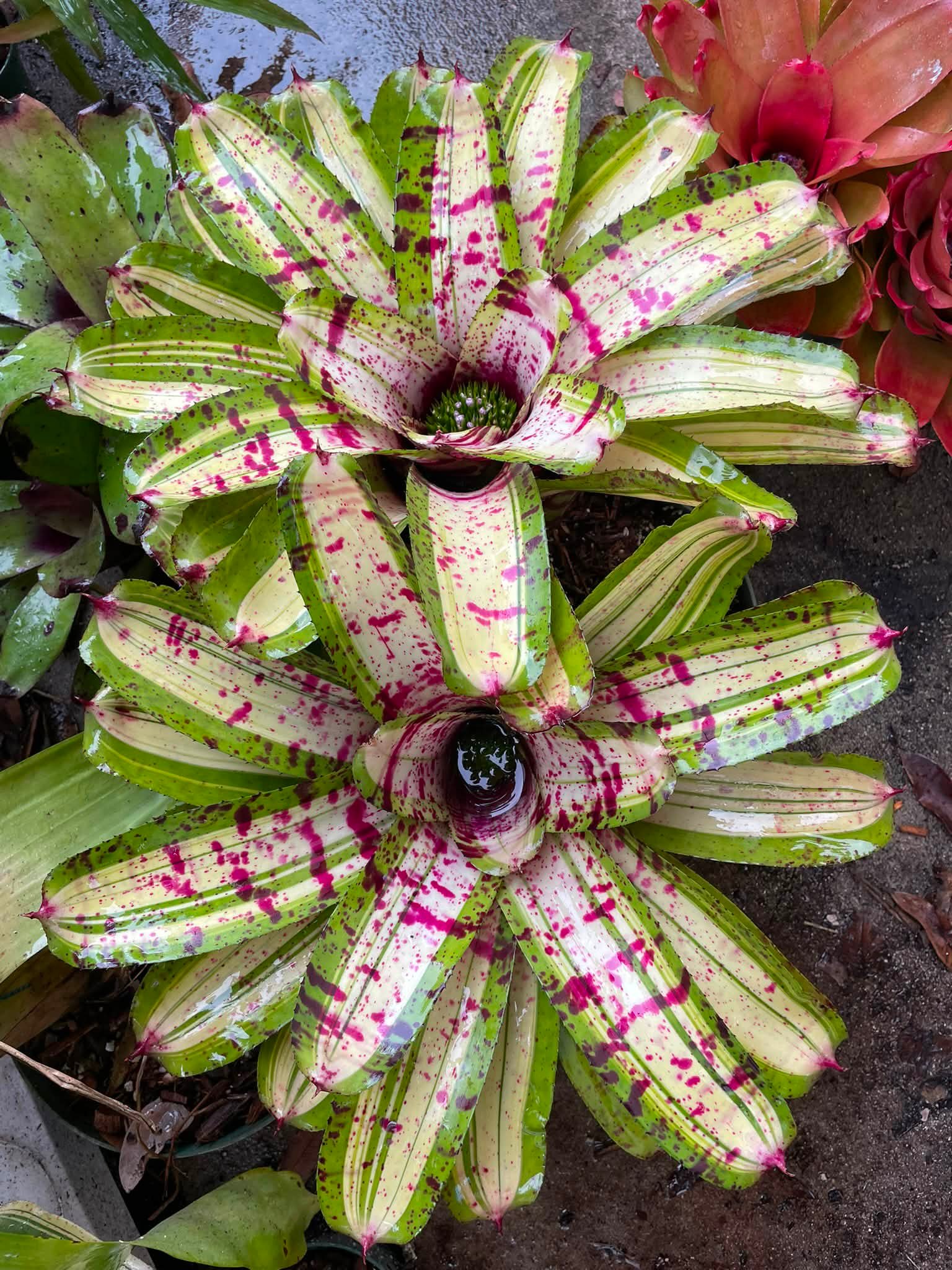 ブロメリア・エアープランツ Neoregelia Roberto Menescal Neoregelia Roberto Menescal