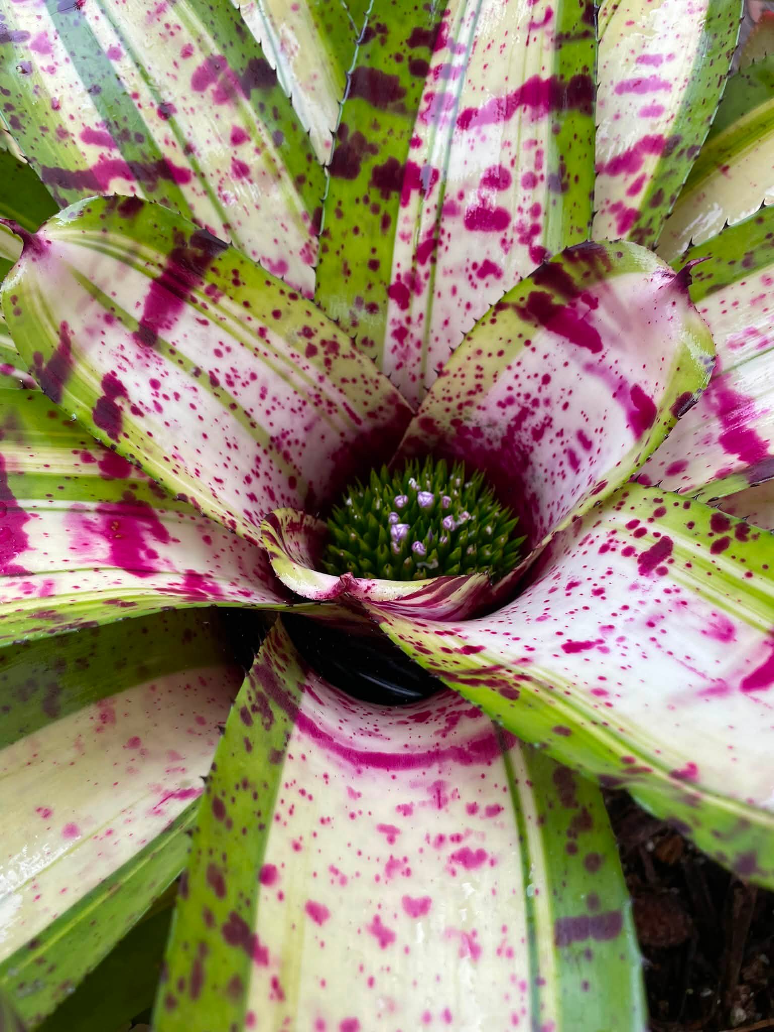 Neoregelia Roberto Menescal