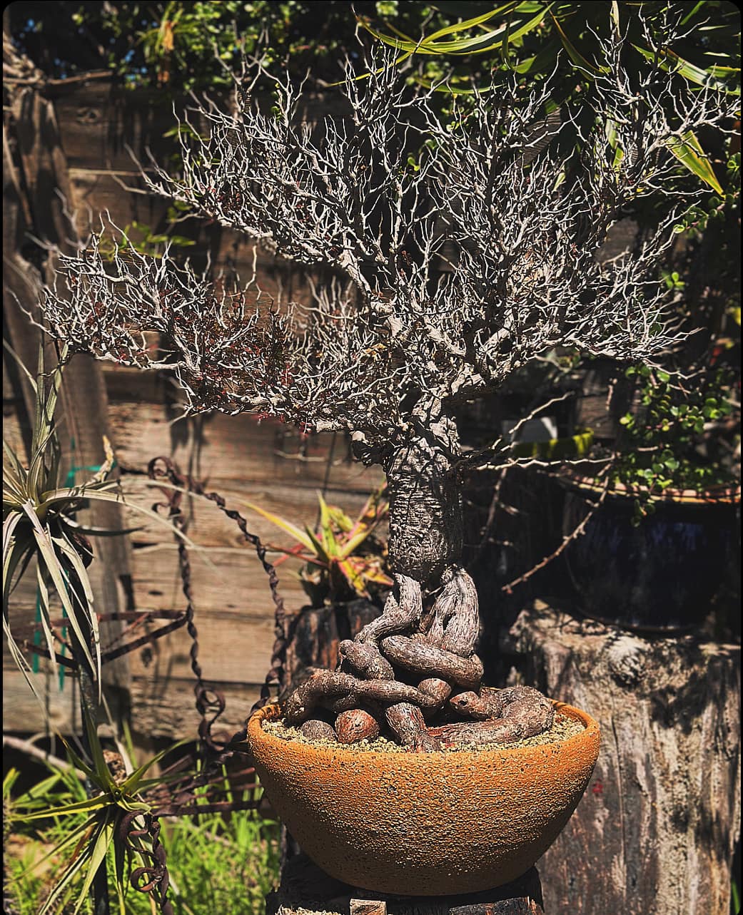 Epic Operculicarya pachypus specimen spotted at my favorite nursery.