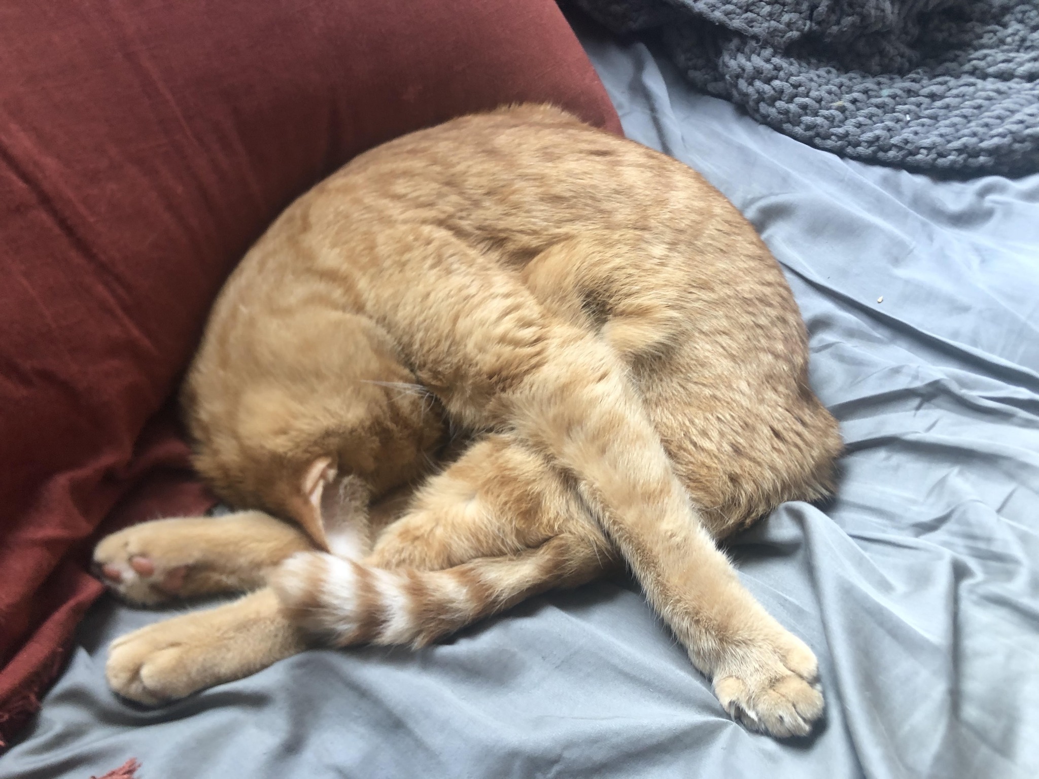 Why does my huge orange kitten sleep so much?