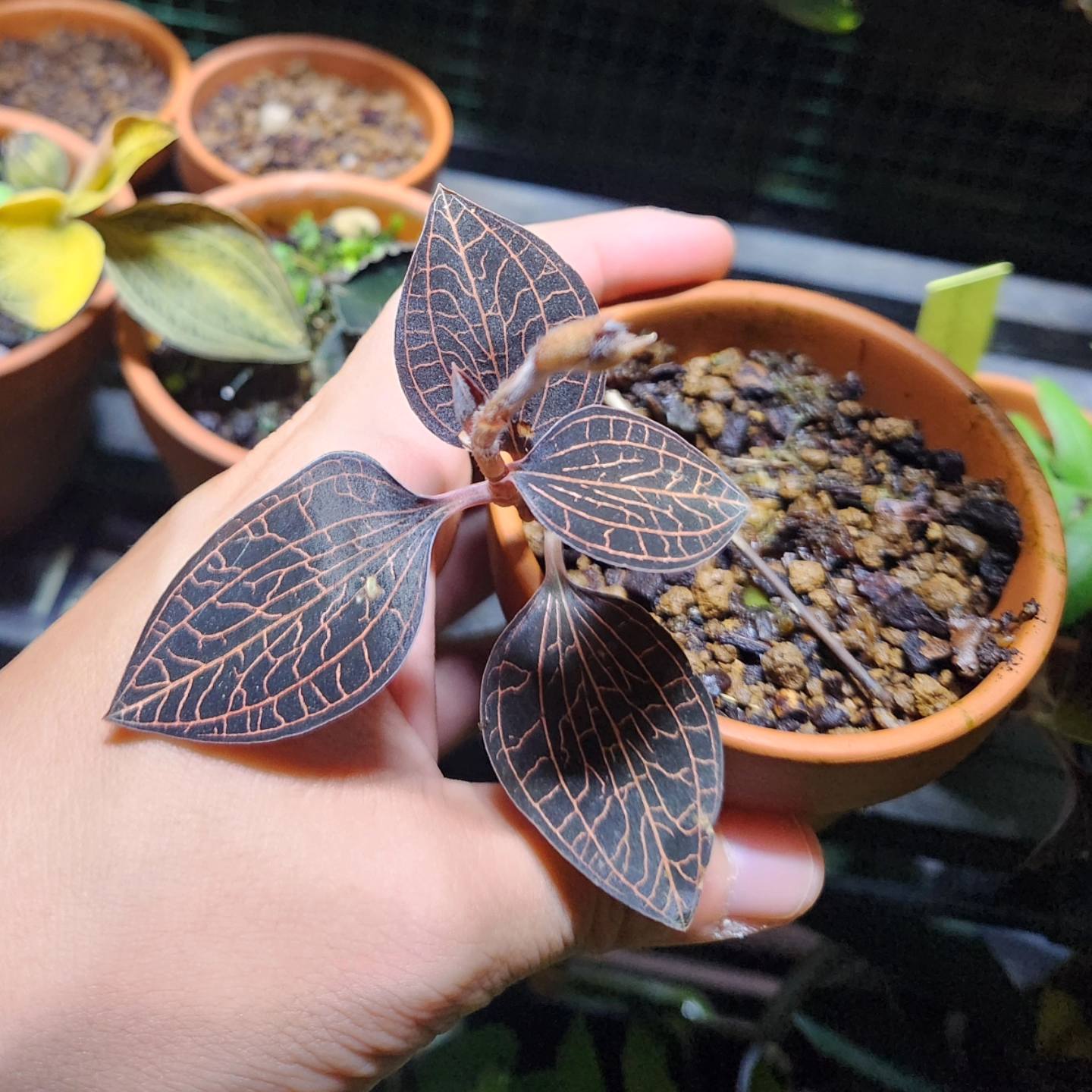 Anoectochilus reinwardtii Blume 1858 “Distinction”