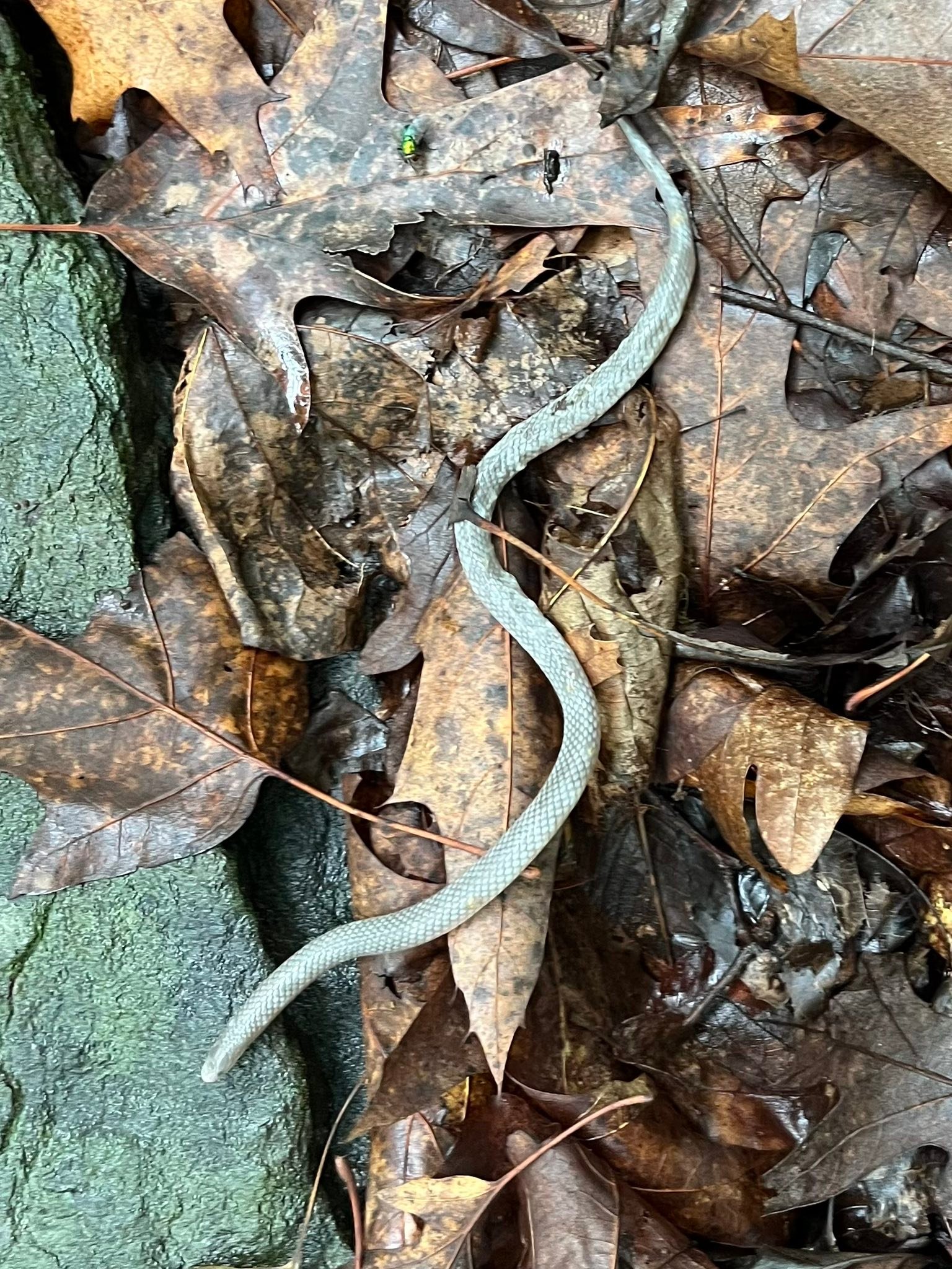Snake Identification | Dacula, Georgia, USA | Facebook