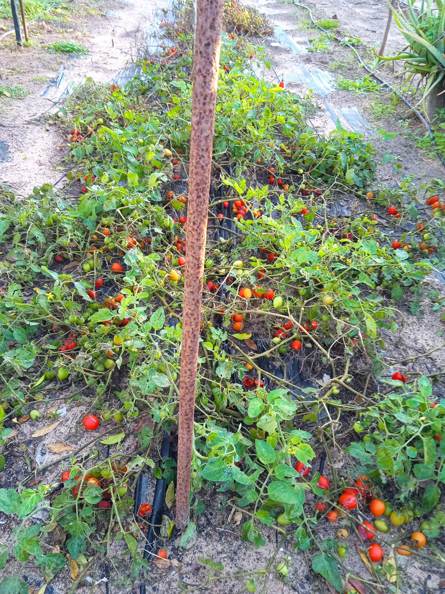 Passione Orto | 3-12-2025 Ancora pomodori | Facebook