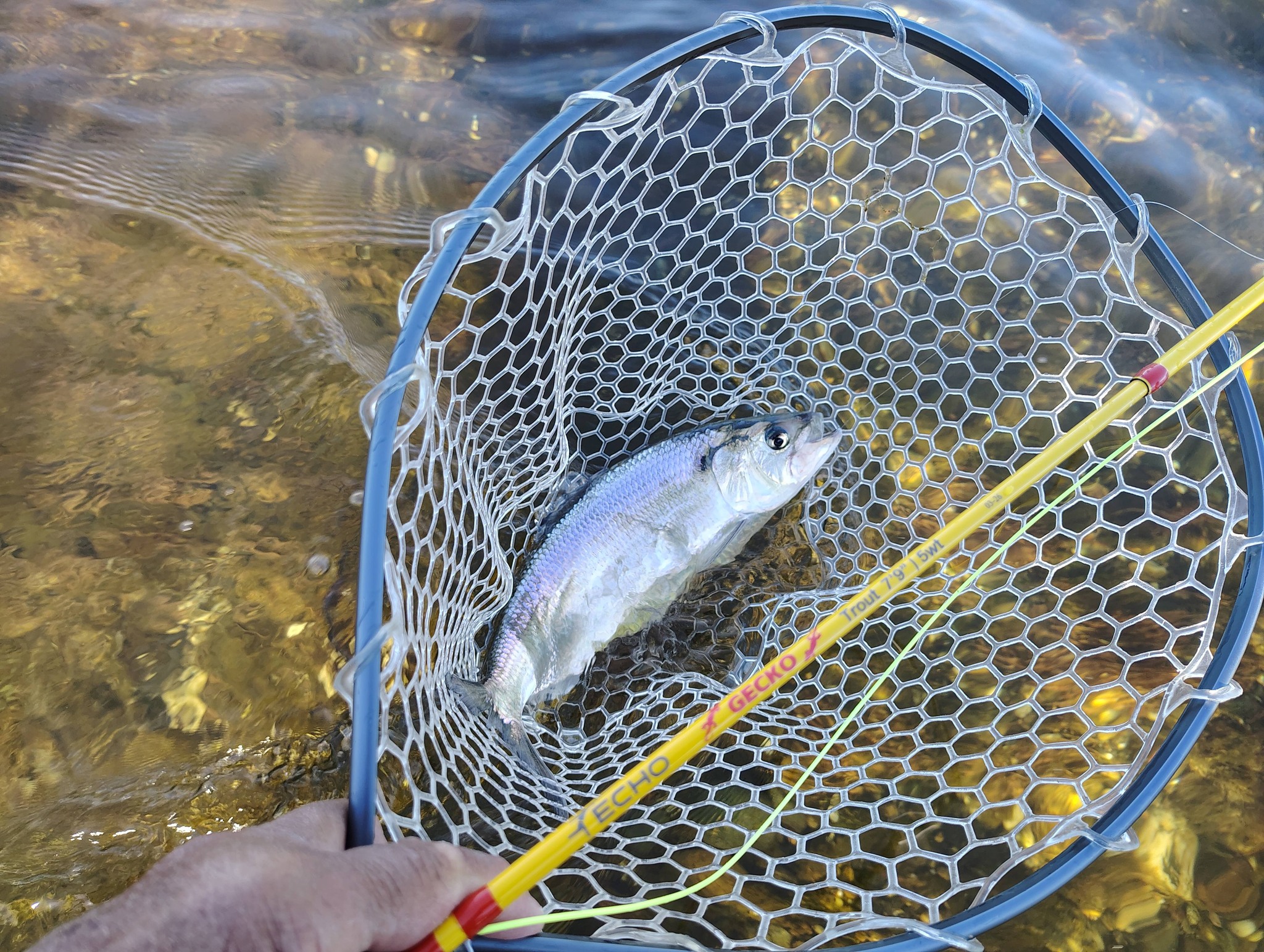 echo fishing net Shadow X Euro Nymph Fly Rod Choose your EGO fishing net replacement from the large and medium rubber or PVC mesh selections as an EGO S2 Slider replacement net Danco Sports Floating Net -