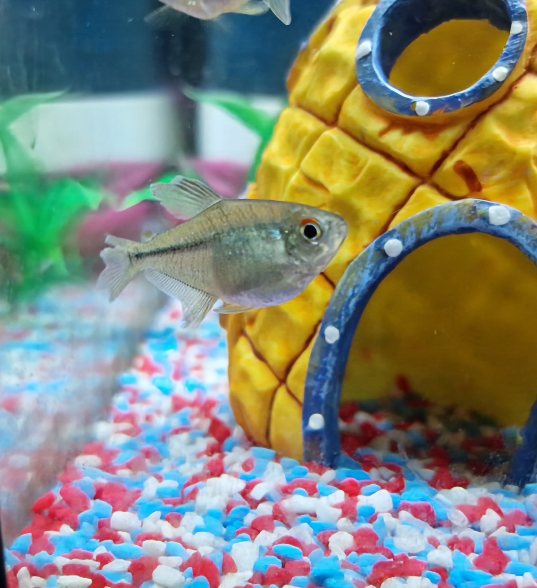 Fish Keeping in the UK | Morning, one of my diamond tetra seems to have ...