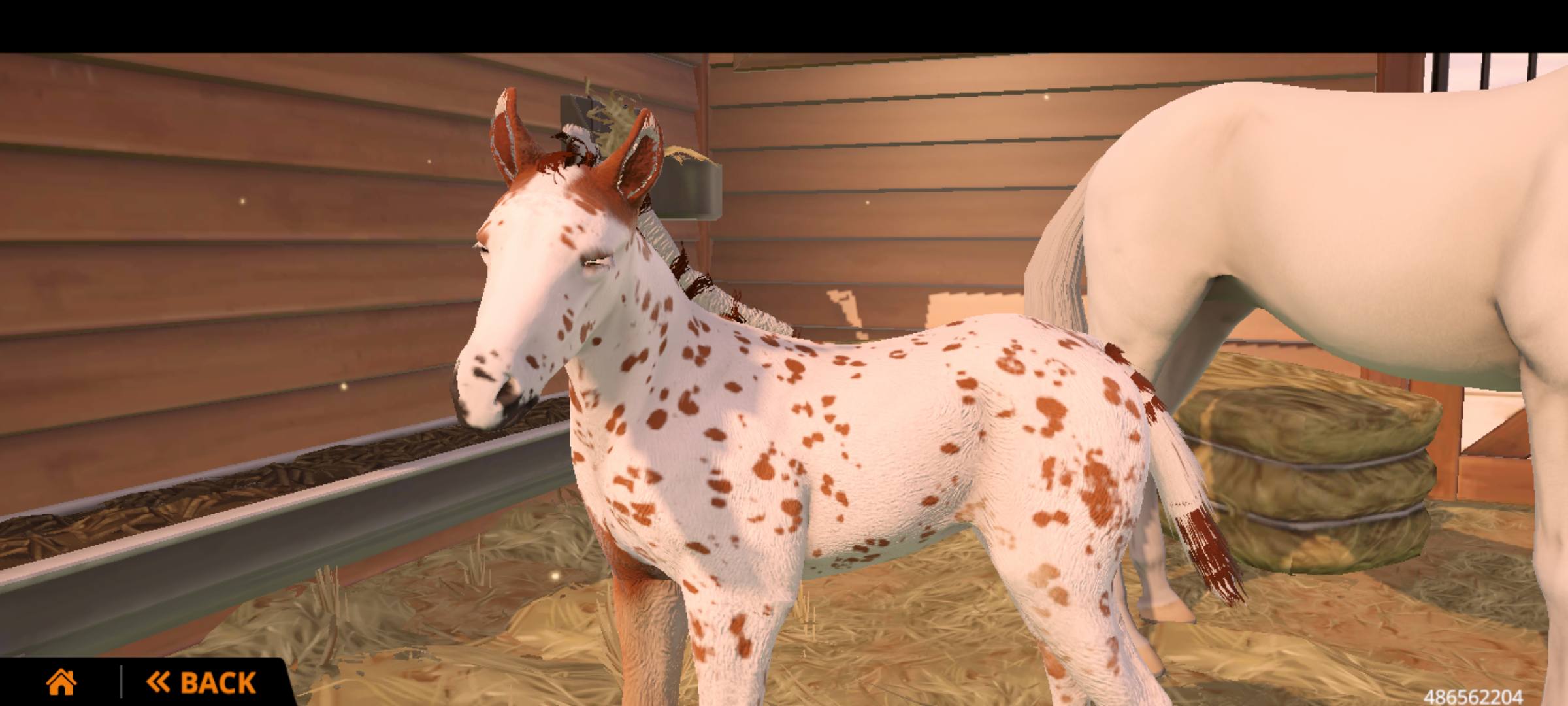 French chaser mix horse coat pattern