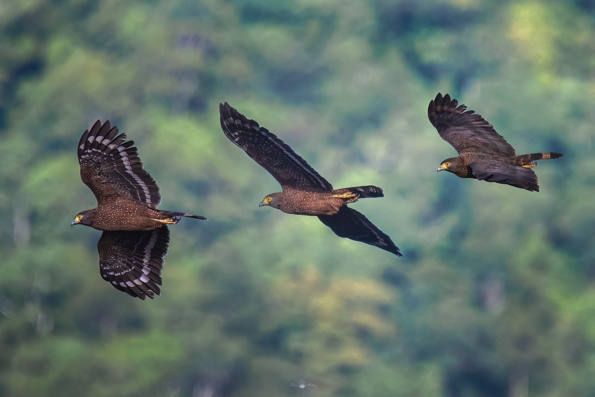 Edwin - Philippine Serpent Eagle RAPTORS OF THE SIERRA The Sierra Madre ...