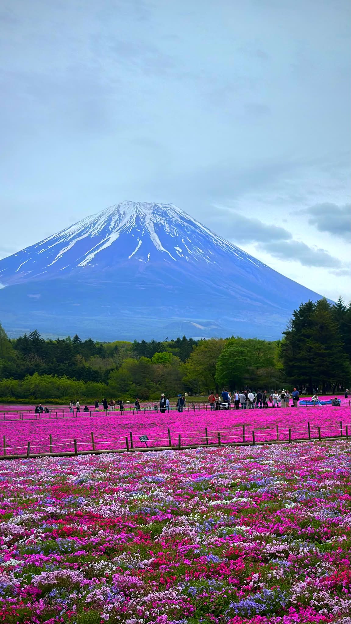 2026/8/27/11:15/富士山は雲の向こう/富士