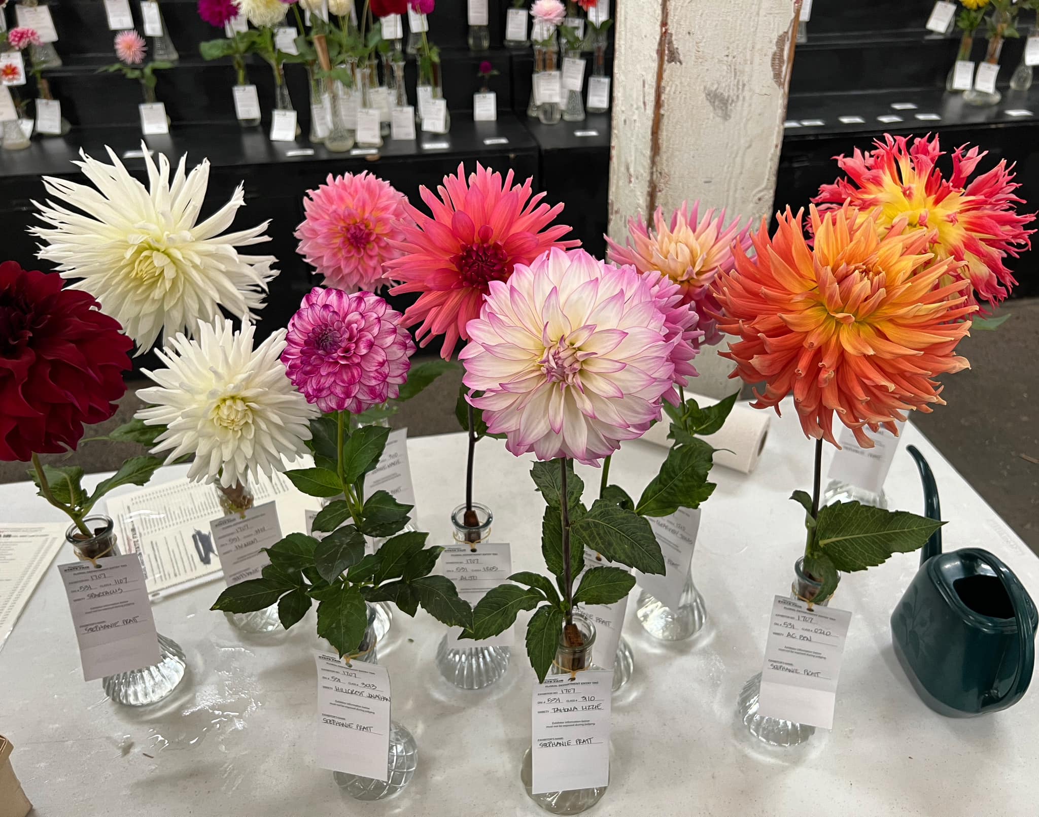 Lily様 How to divide dahlia tubers?