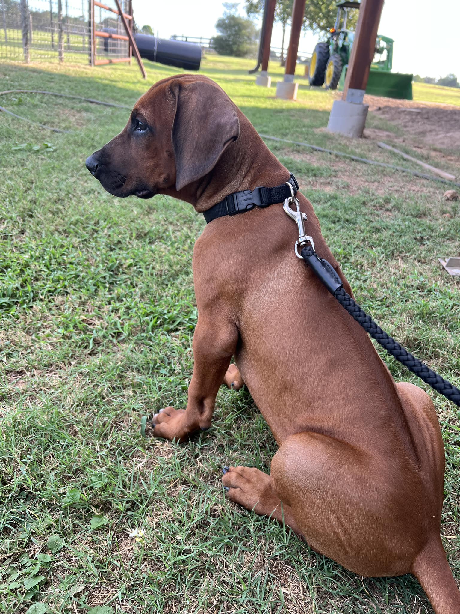 RRCUS - Rhodesian Ridgeback Club of the United States | Best heavy duty ...