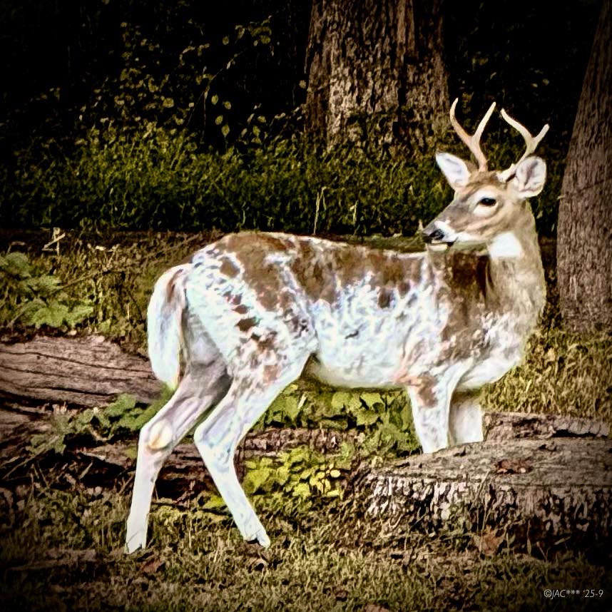 Long Island Wildlife Photography | Another shot of the Piebald juvenile ...