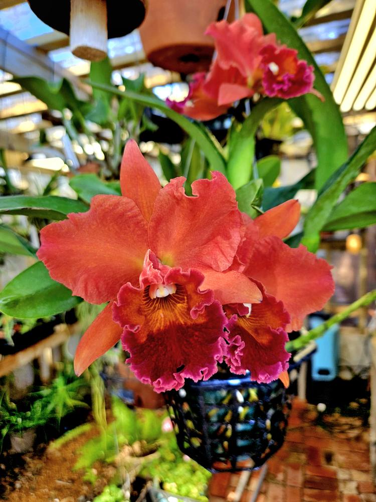 Akatsuka 'Volcano Queen' orchid blooms with spicy fragrance