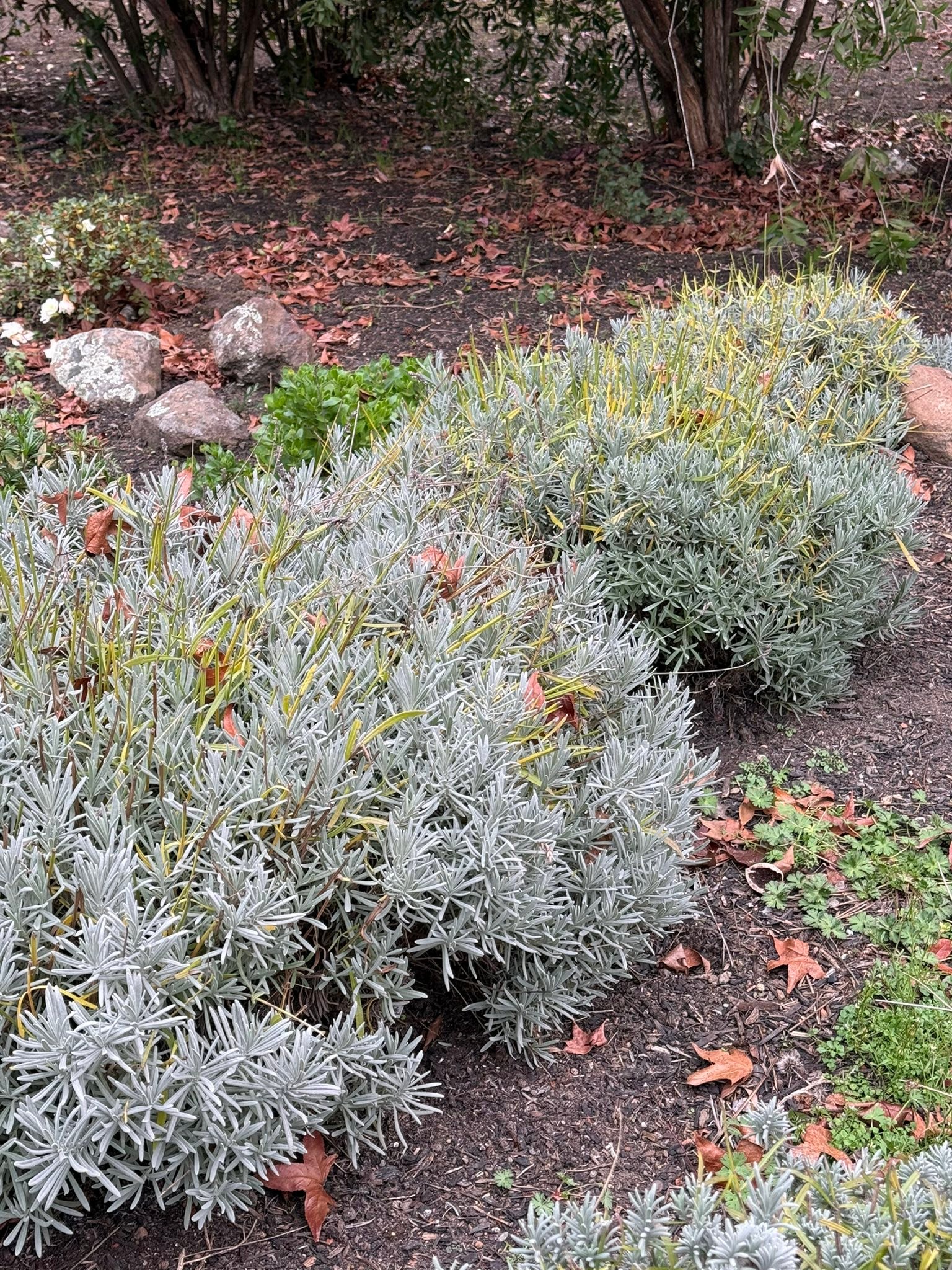 Should I trim green shoots on lavender in Walnut Creek?