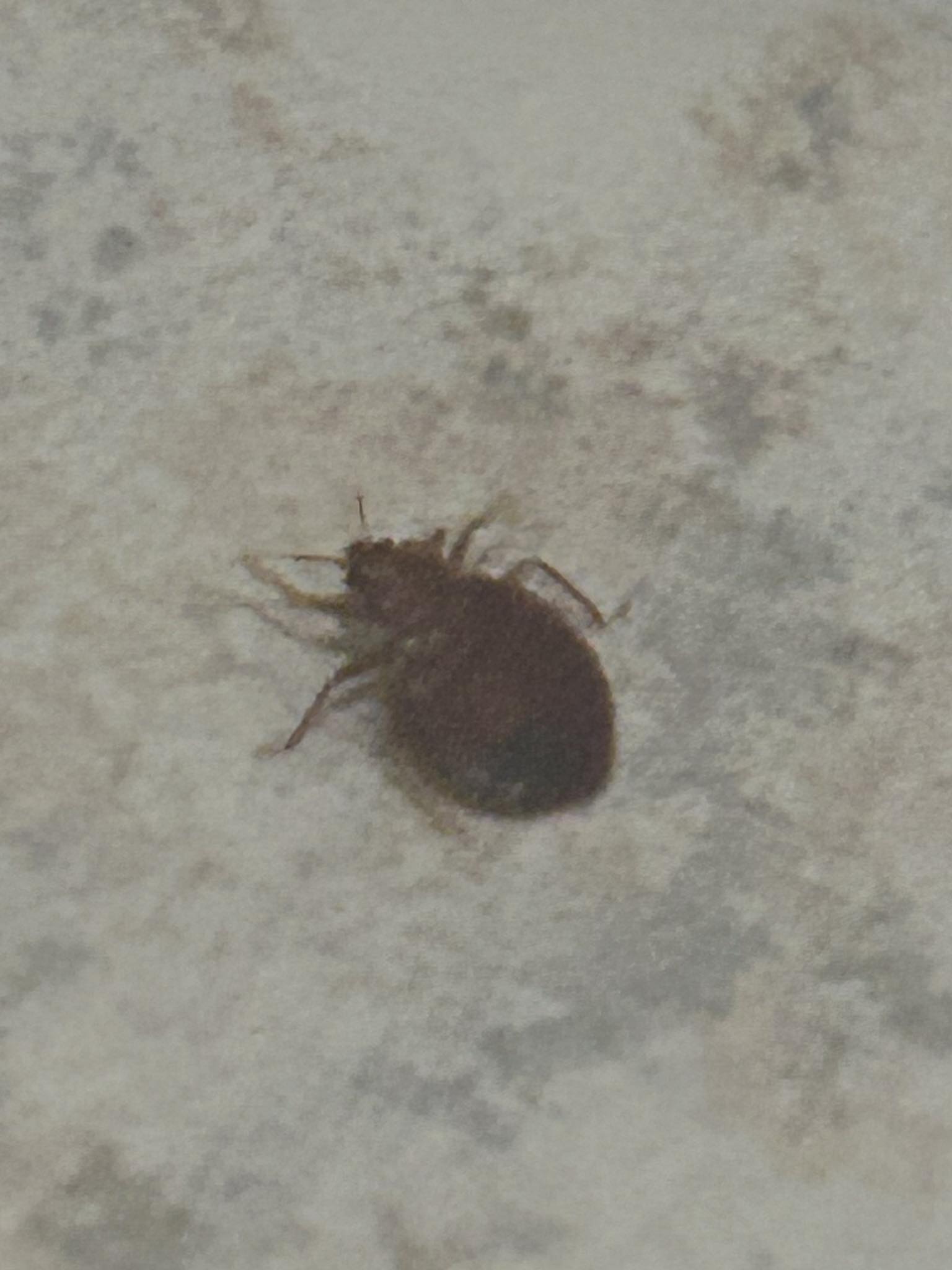 What is this insect found in a hotel room in Pueblo, Colorado?