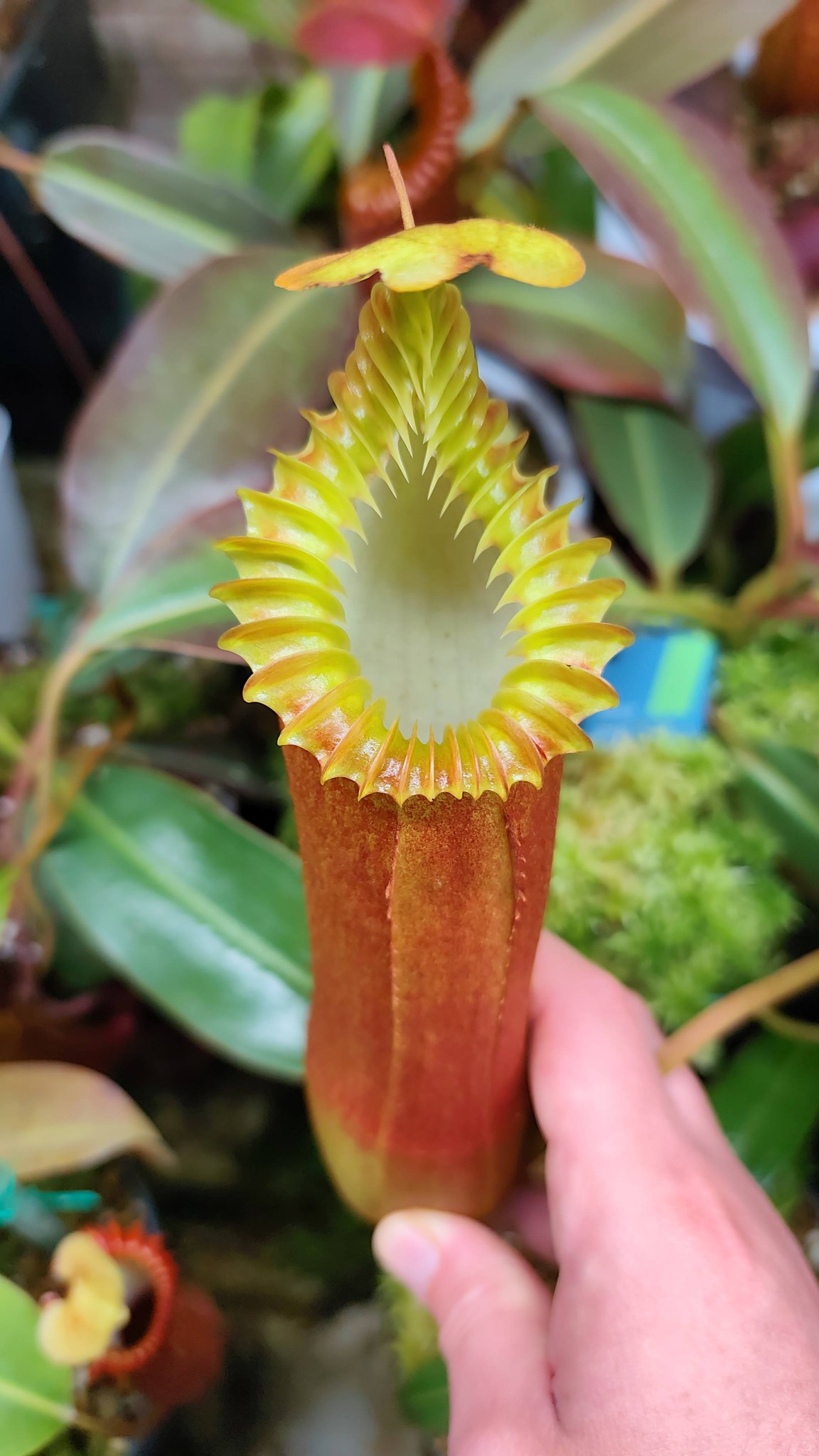 Nepenthes edwardsiana yellow sg tambuyukon plant