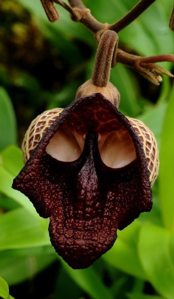Hohenlaeaicum 'Darth Vader' plant description