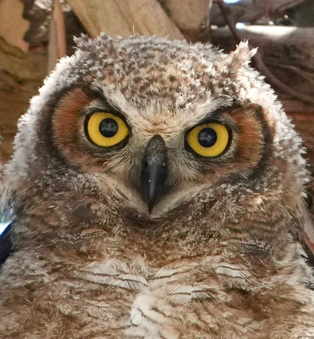 その他 owl's kid No.67 owl's kid No.60 Animals | A rare snowy owl nicknamed “Rusty” is