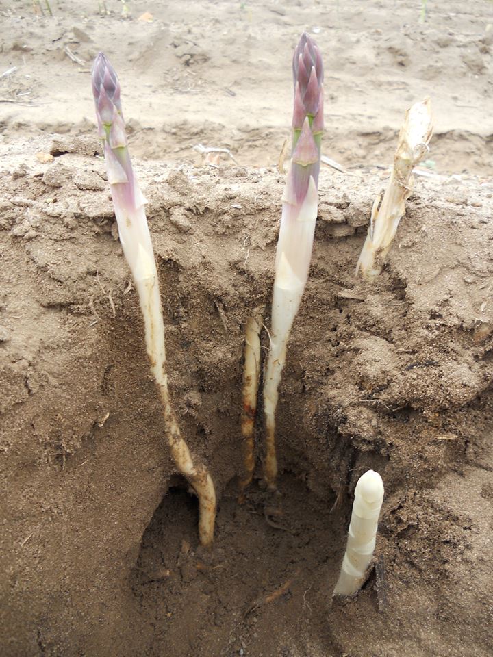 Špargla... - Špargla -Asparagus, hrana, lek, afrodizijak.