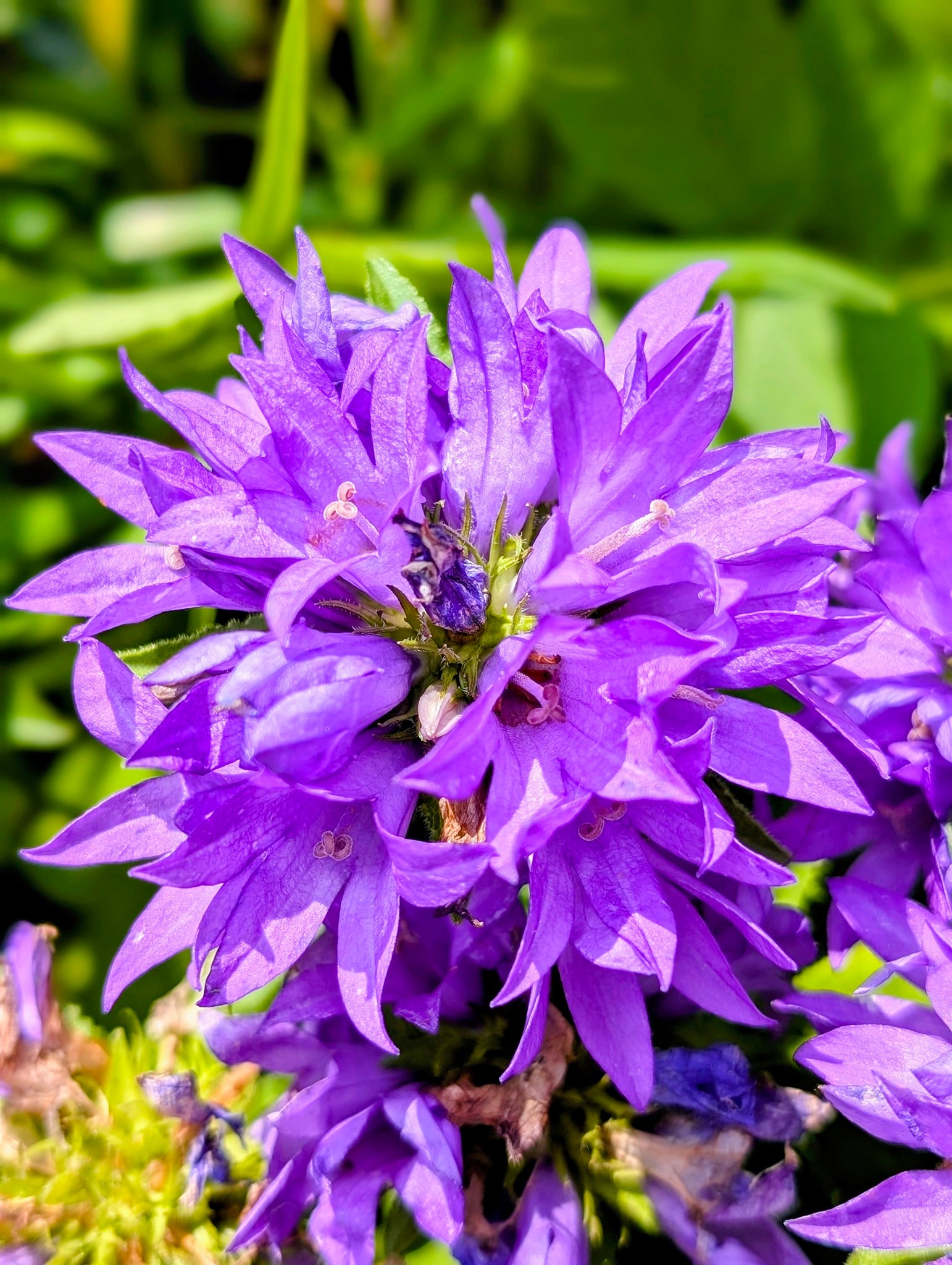Clustered bell flowers in my side yard