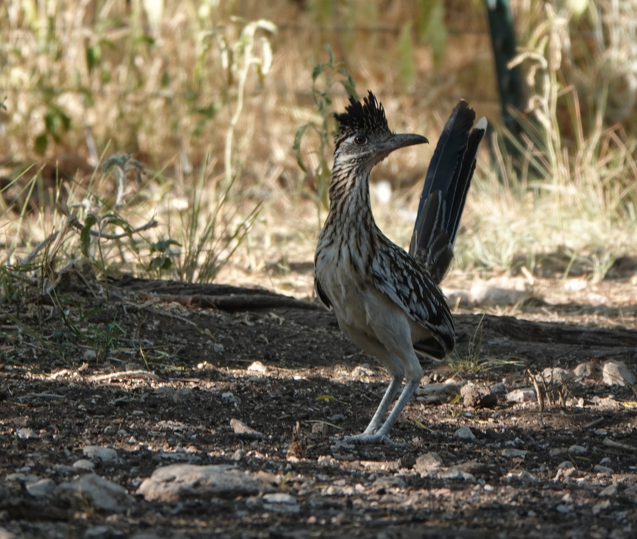 Dogwood Canyon Audubon Center's 2026 artist in residence program