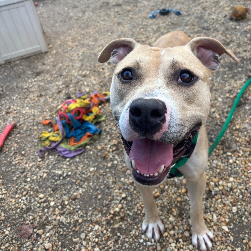 Help save dogs from euthanasia in Philadelphia, PA