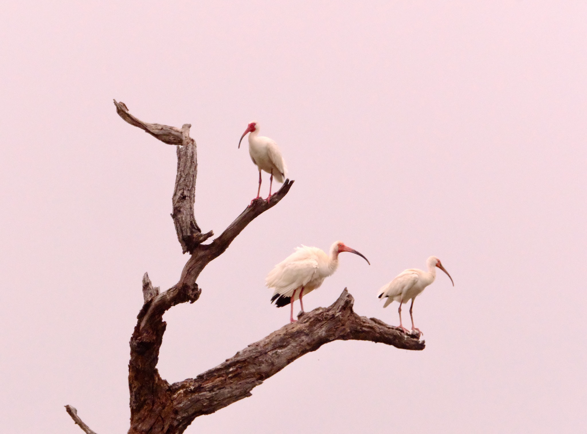 Texas ibis on a cloudy day in Streetman, TX