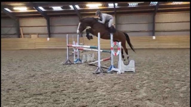 Mare Bell Arko is by Del Arko d'Hervet x Balougran Z x Sioux de