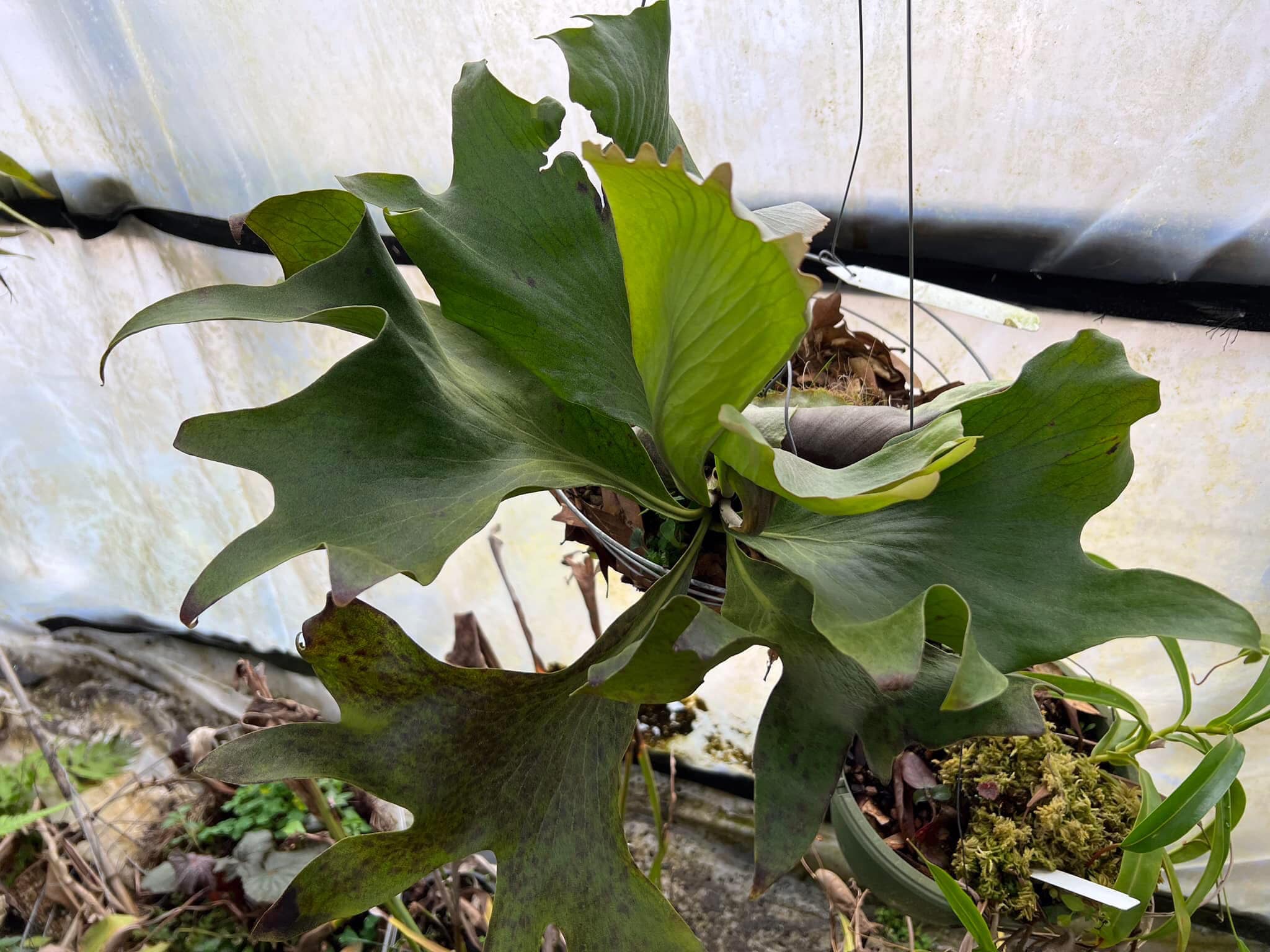 What are favorite hillii staghorn fern cultivars?