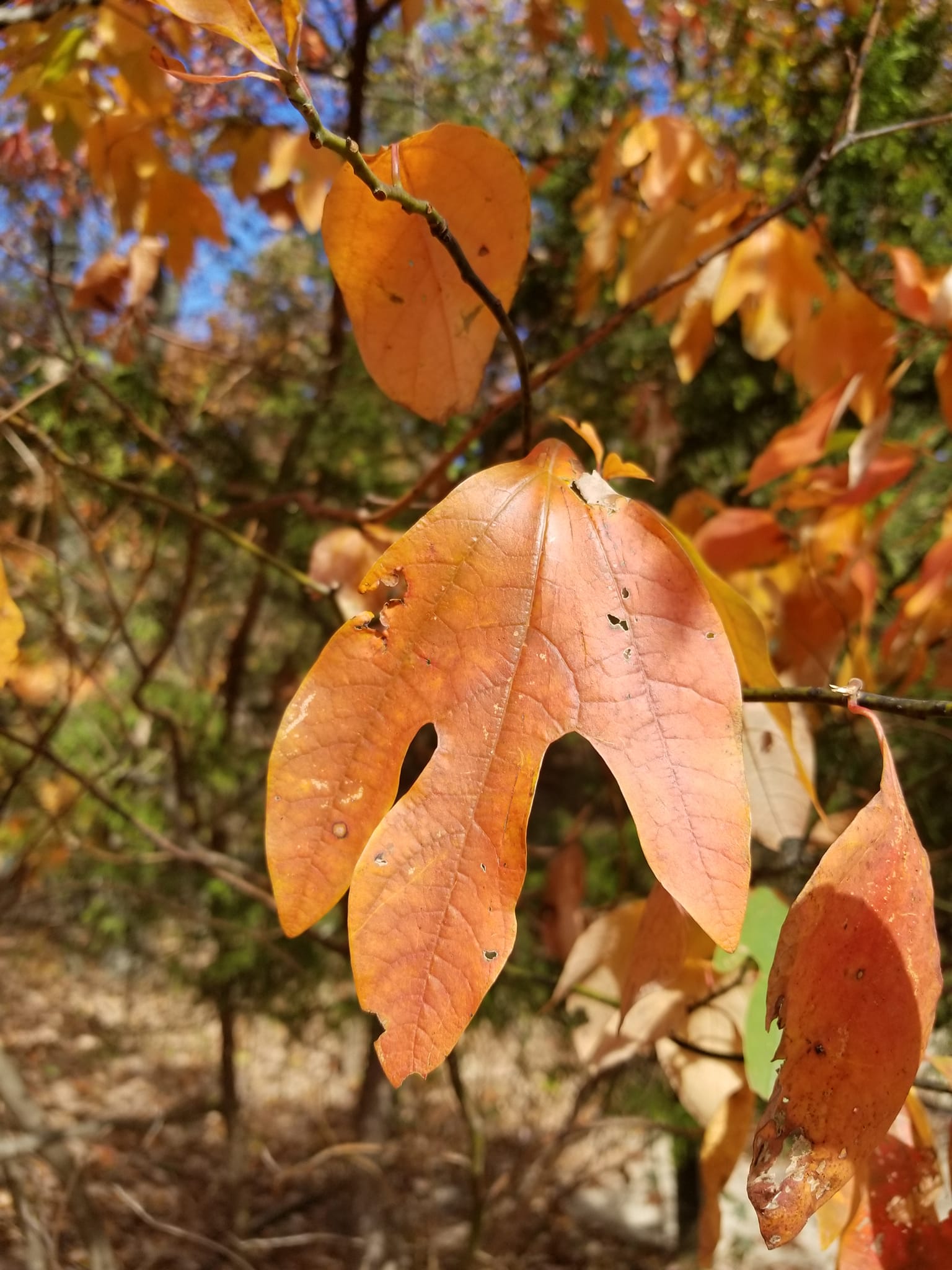 Sassafras tree uses, benefits, and risks in eastern united states